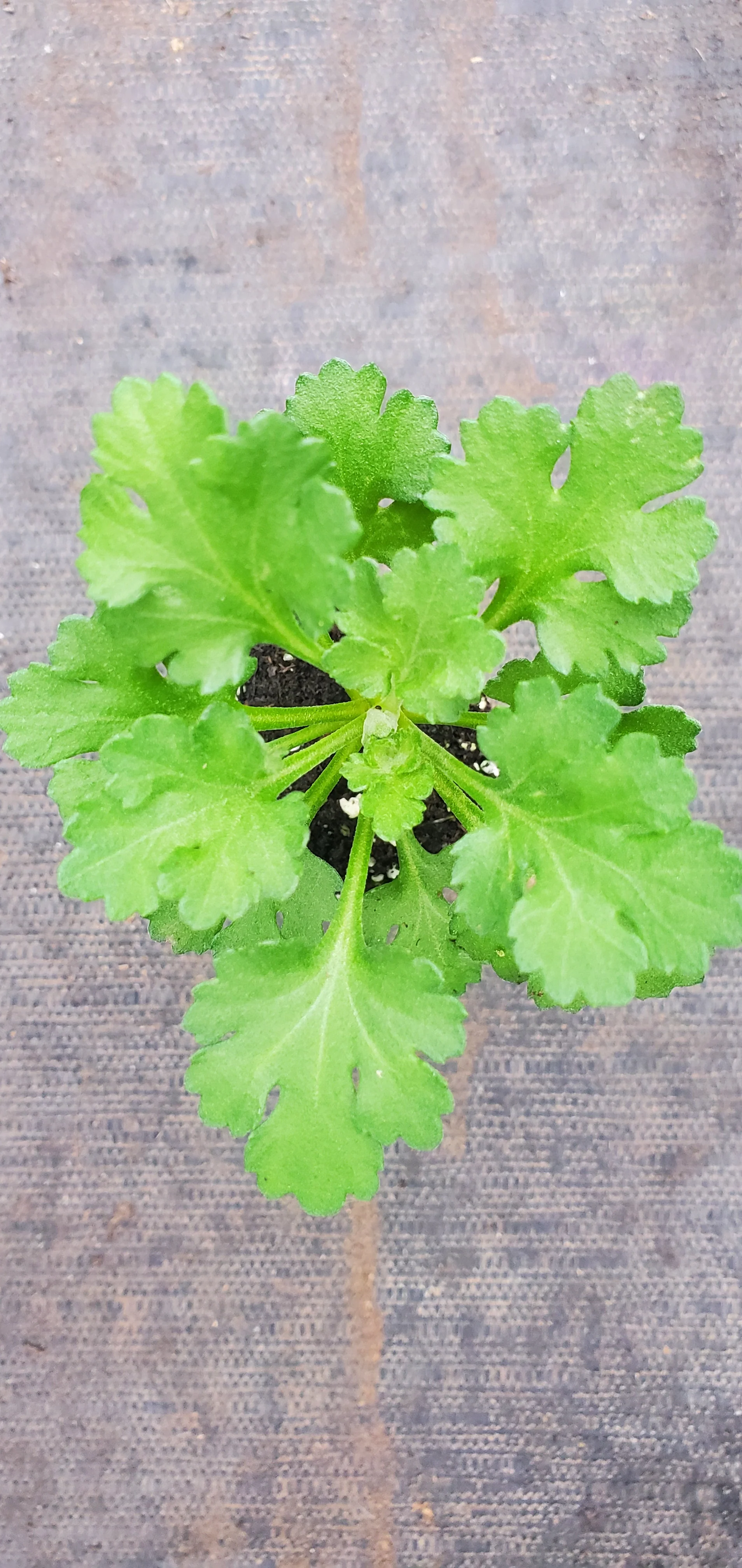 Gethsemane Moonlight Chrysanthemum