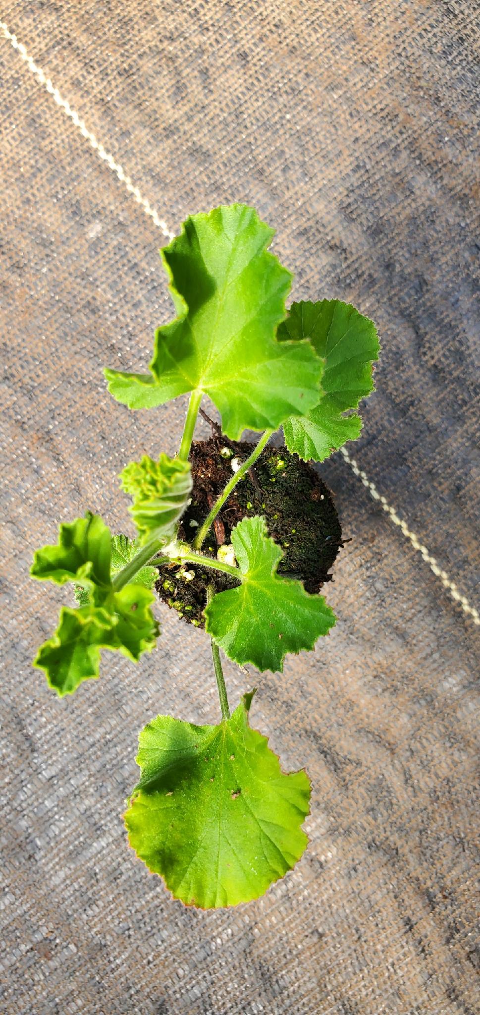Ginger Geranium