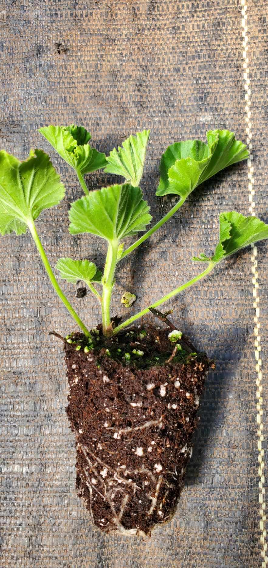 Ginger Geranium - Image 2