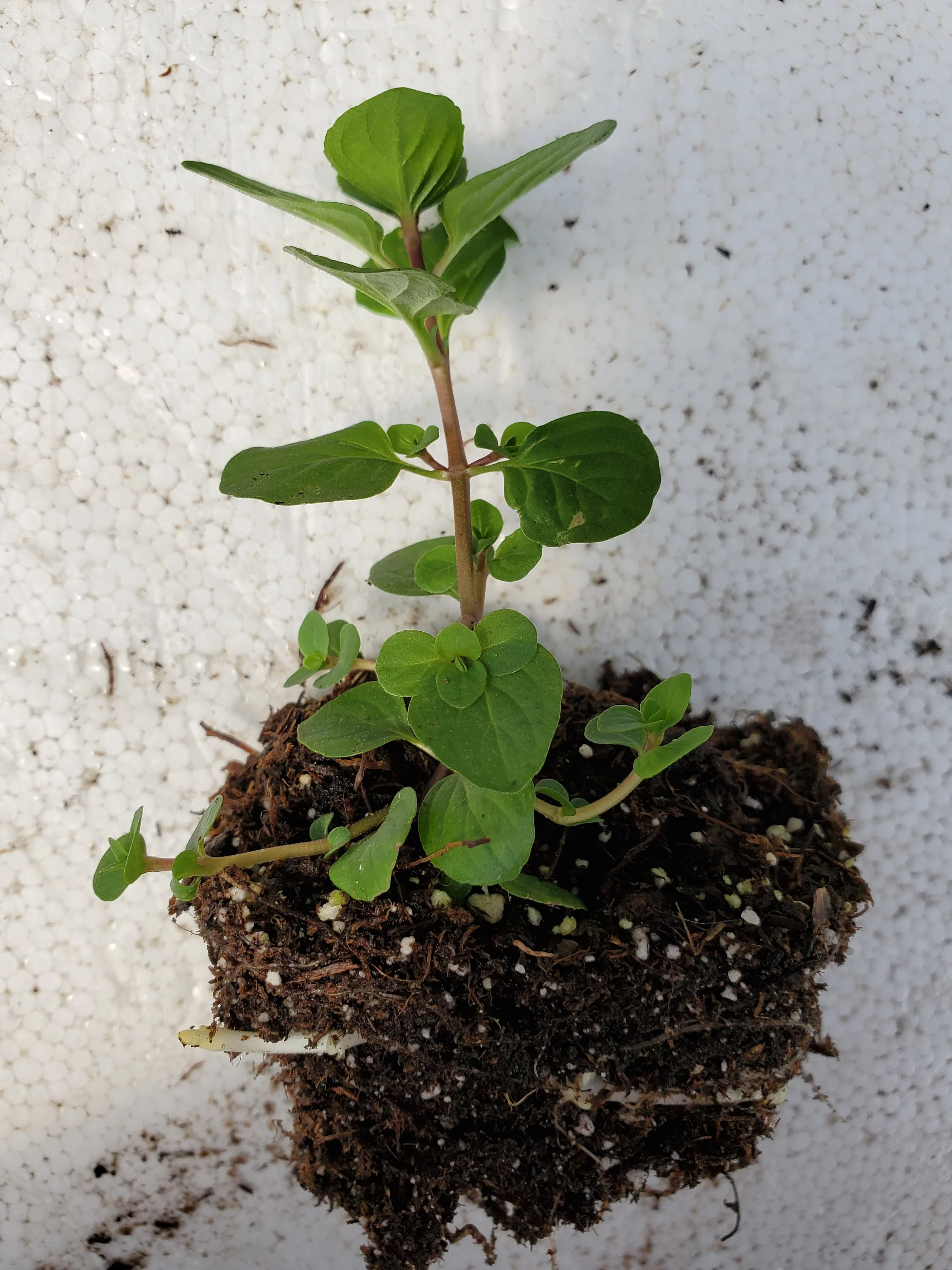Ginger Mint - Image 2