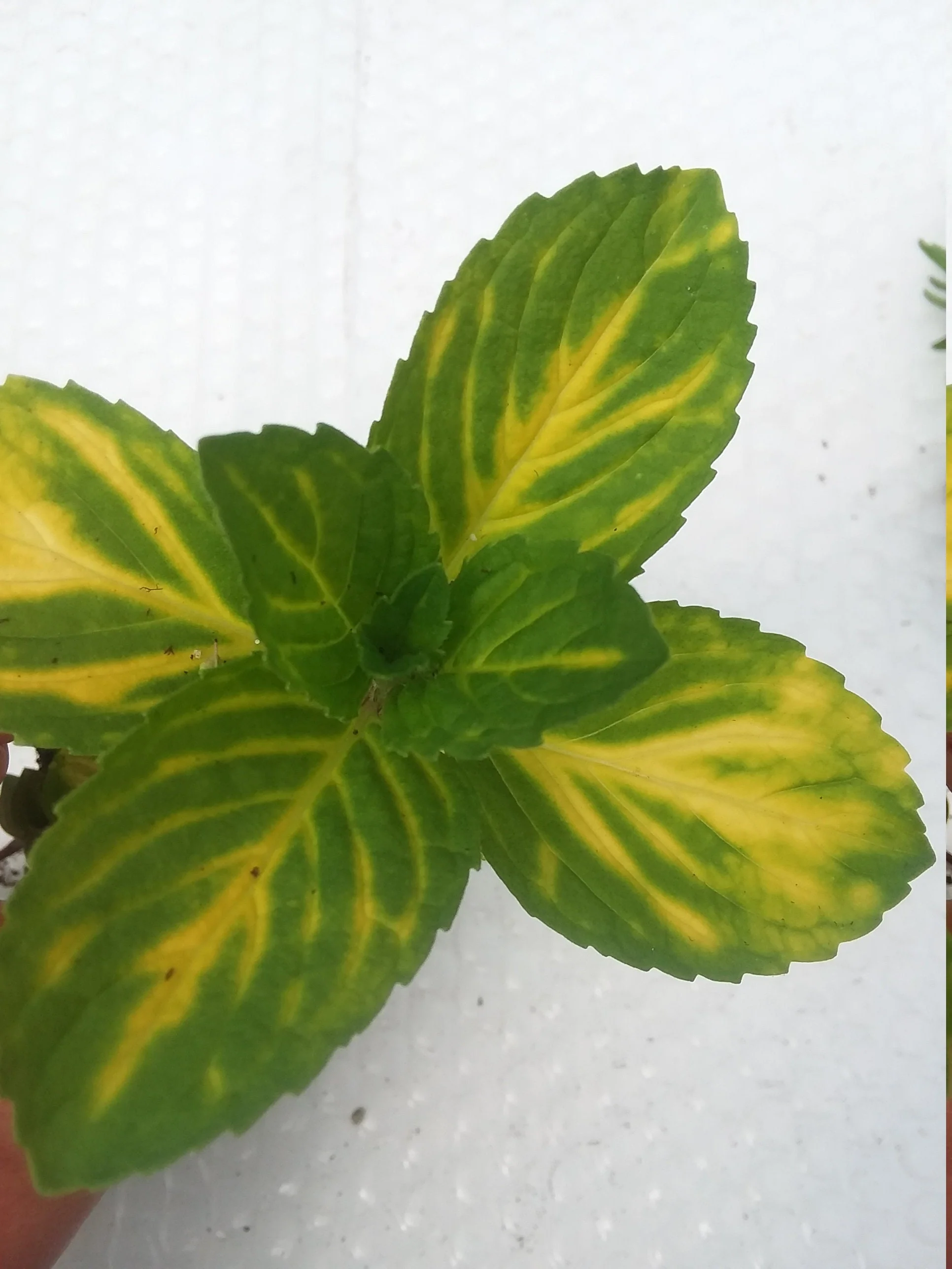 Variegated Ginger Mint *