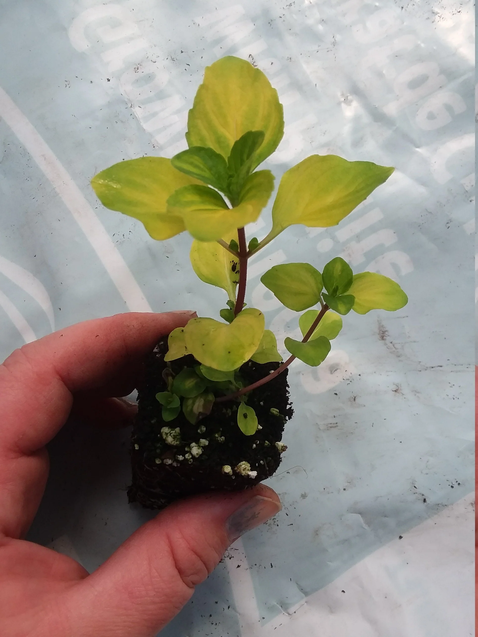 Variegated Ginger Mint * - Image 2