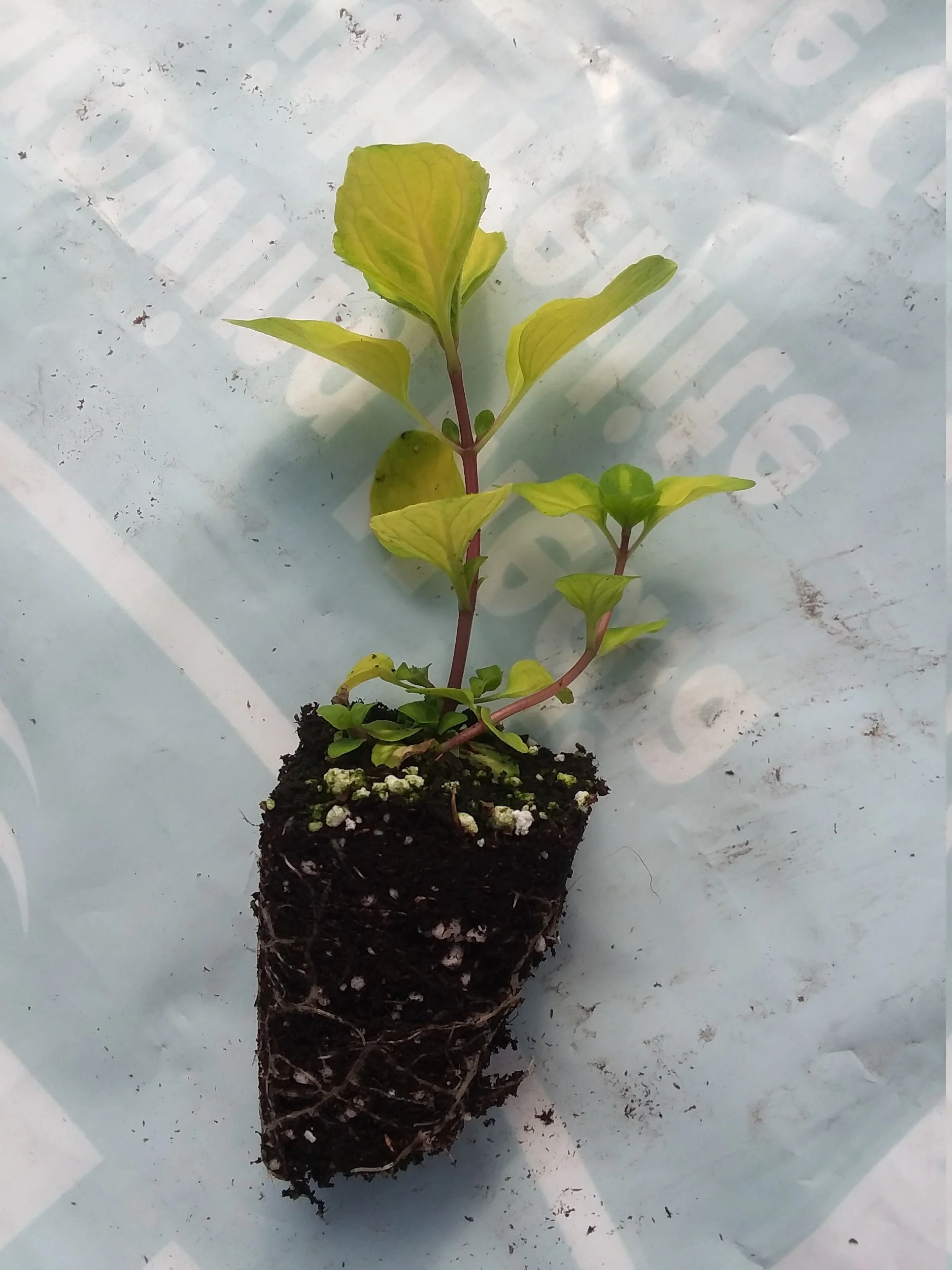 Variegated Ginger Mint * - Image 3