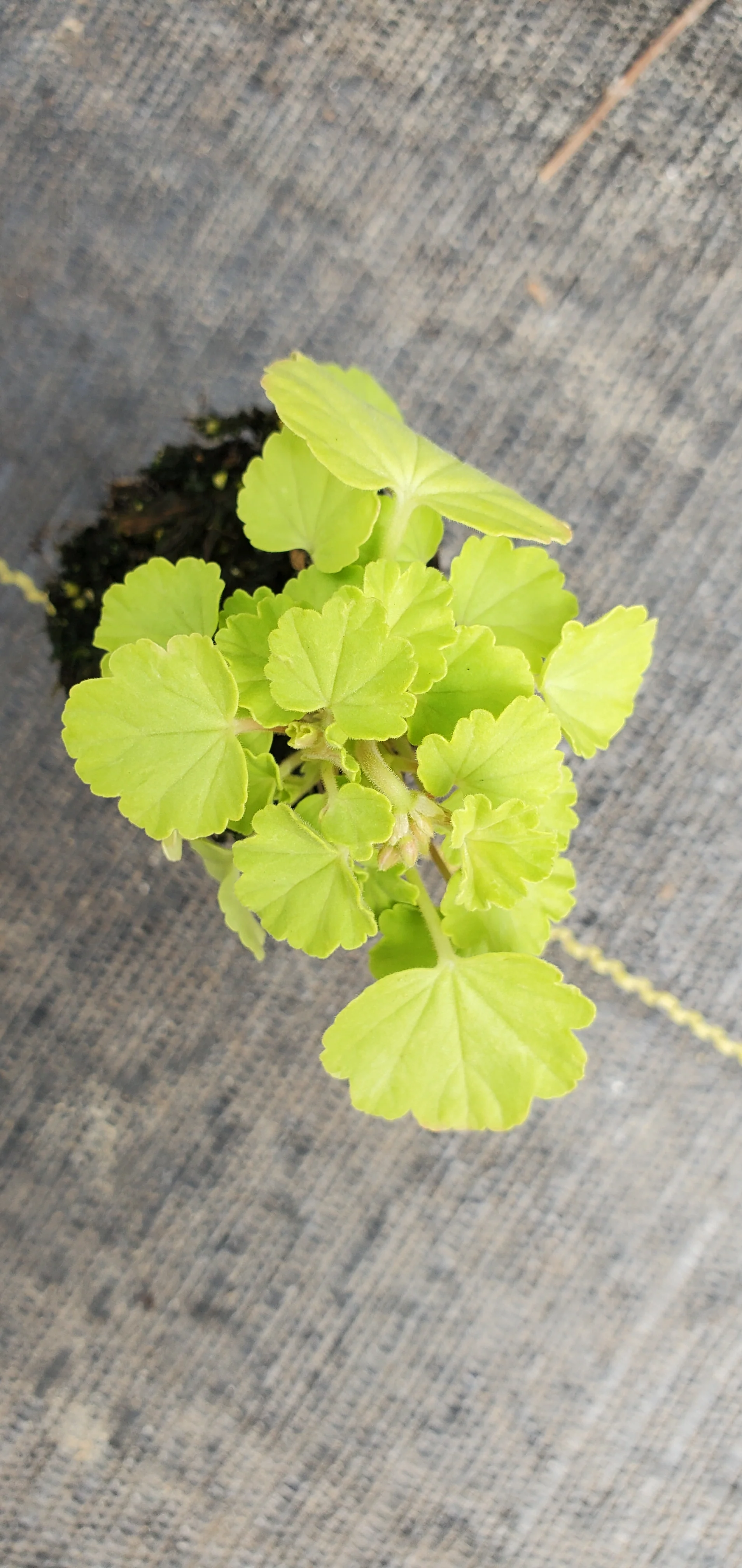 Pelargonium Gold Kleine Leibling