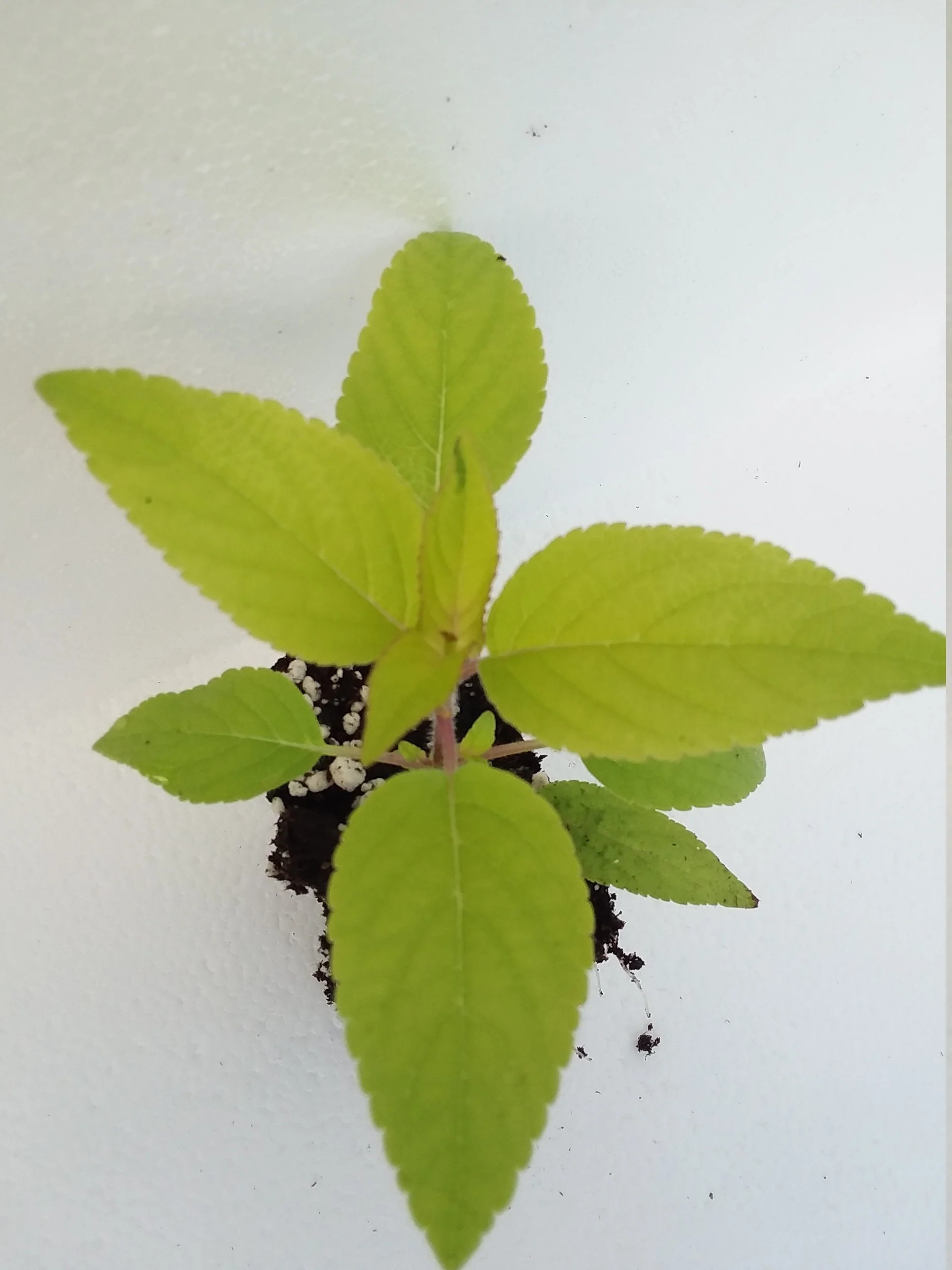 Golden Pineapple Sage