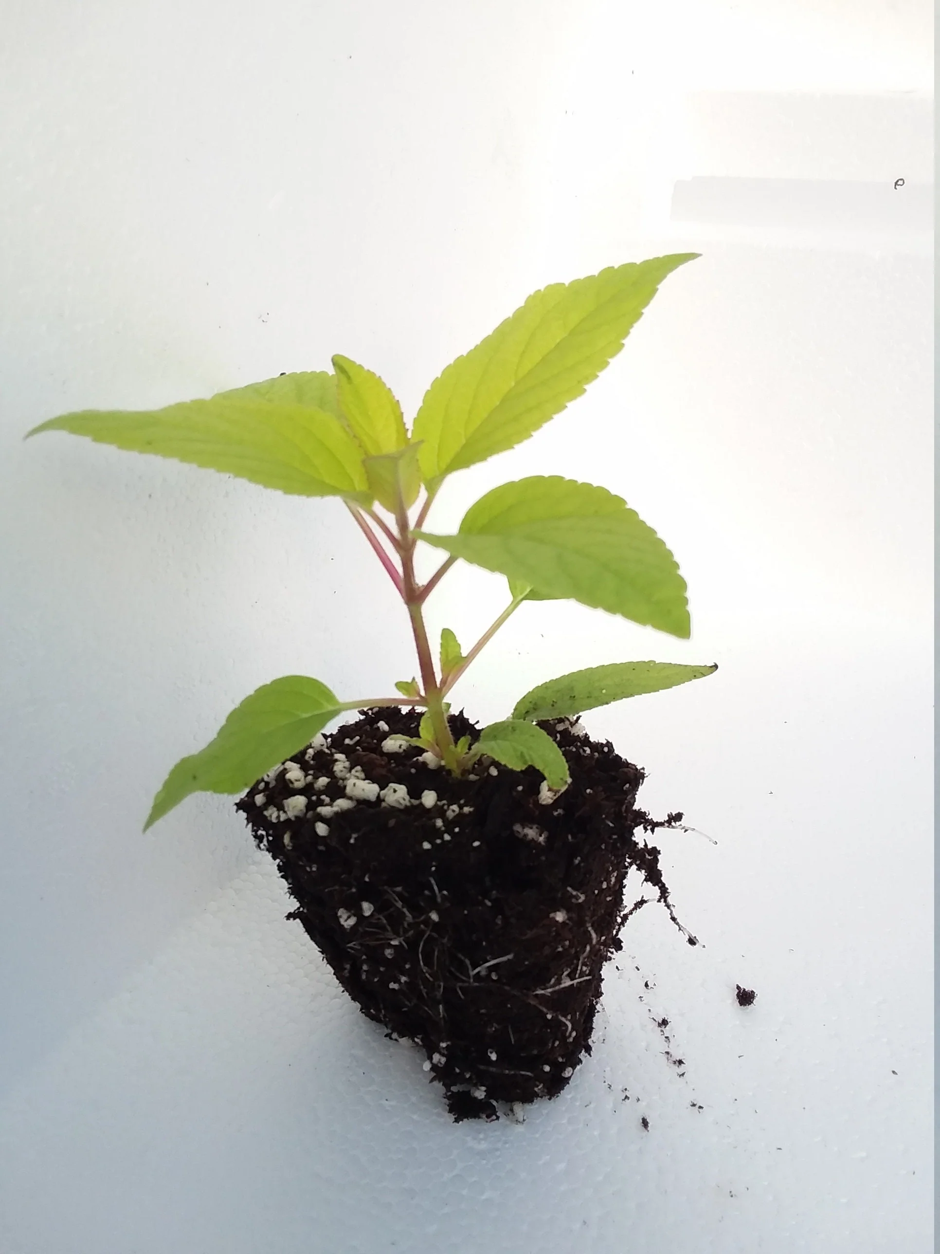 Golden Pineapple Sage - Image 2