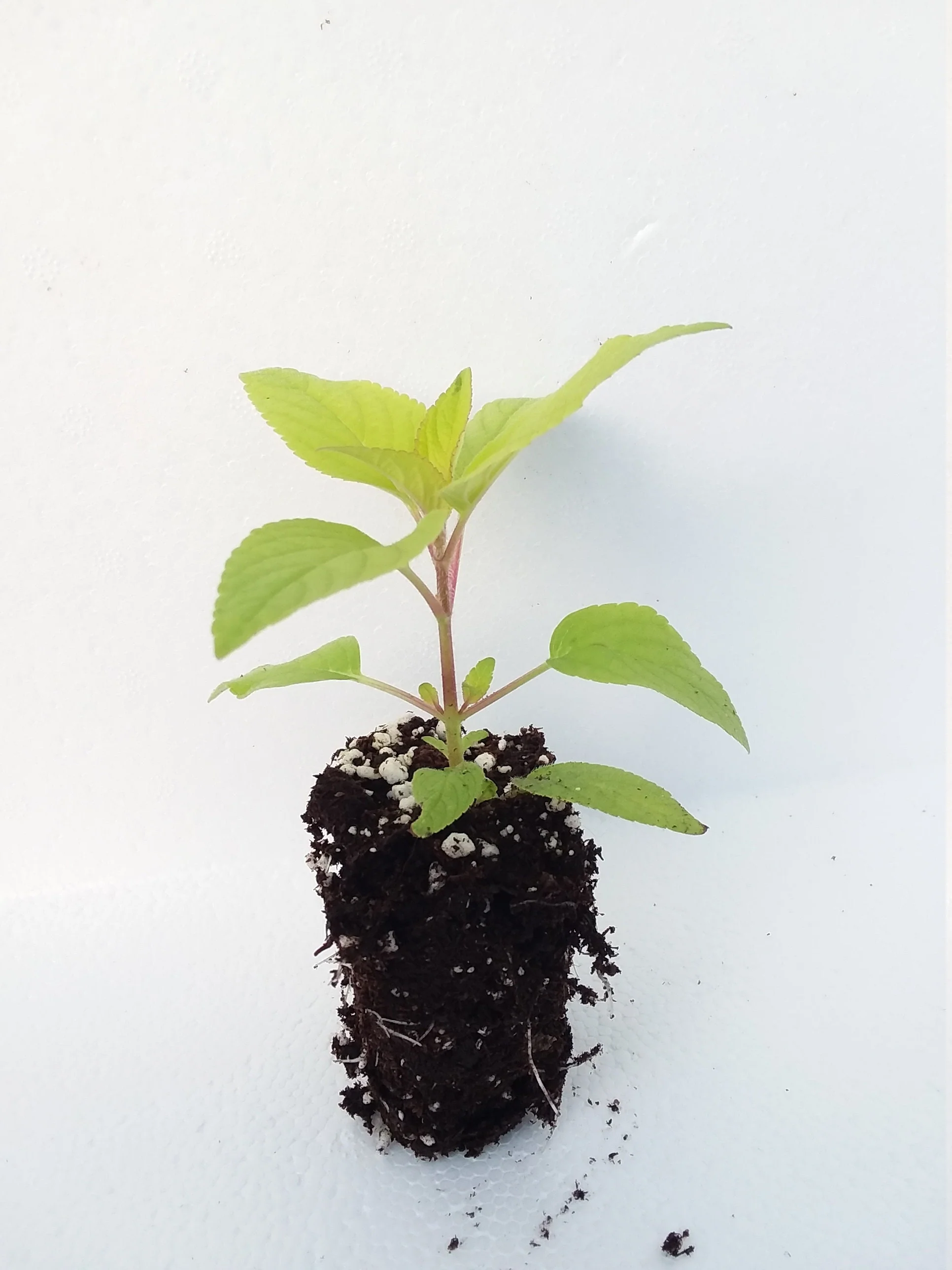Golden Pineapple Sage - Image 3