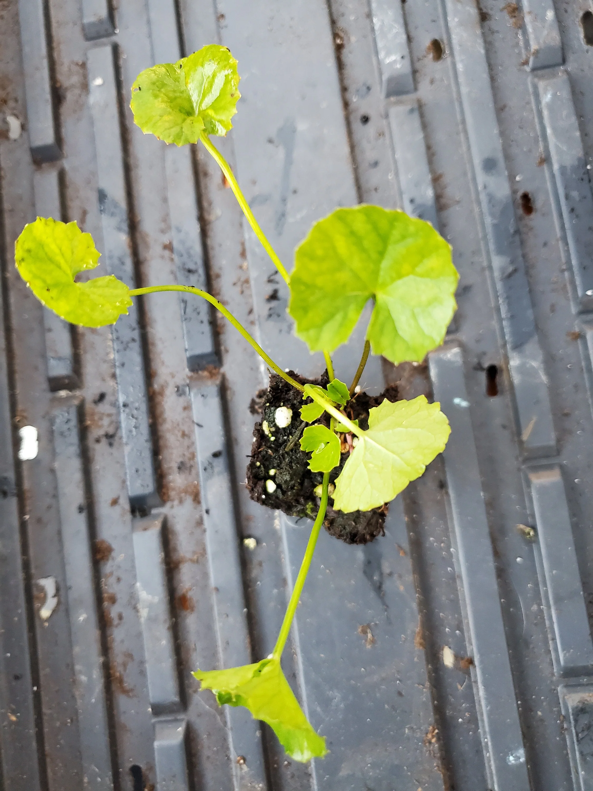 Gotu Kola Hydrocotle Asiatica Major starter plant - Image 2