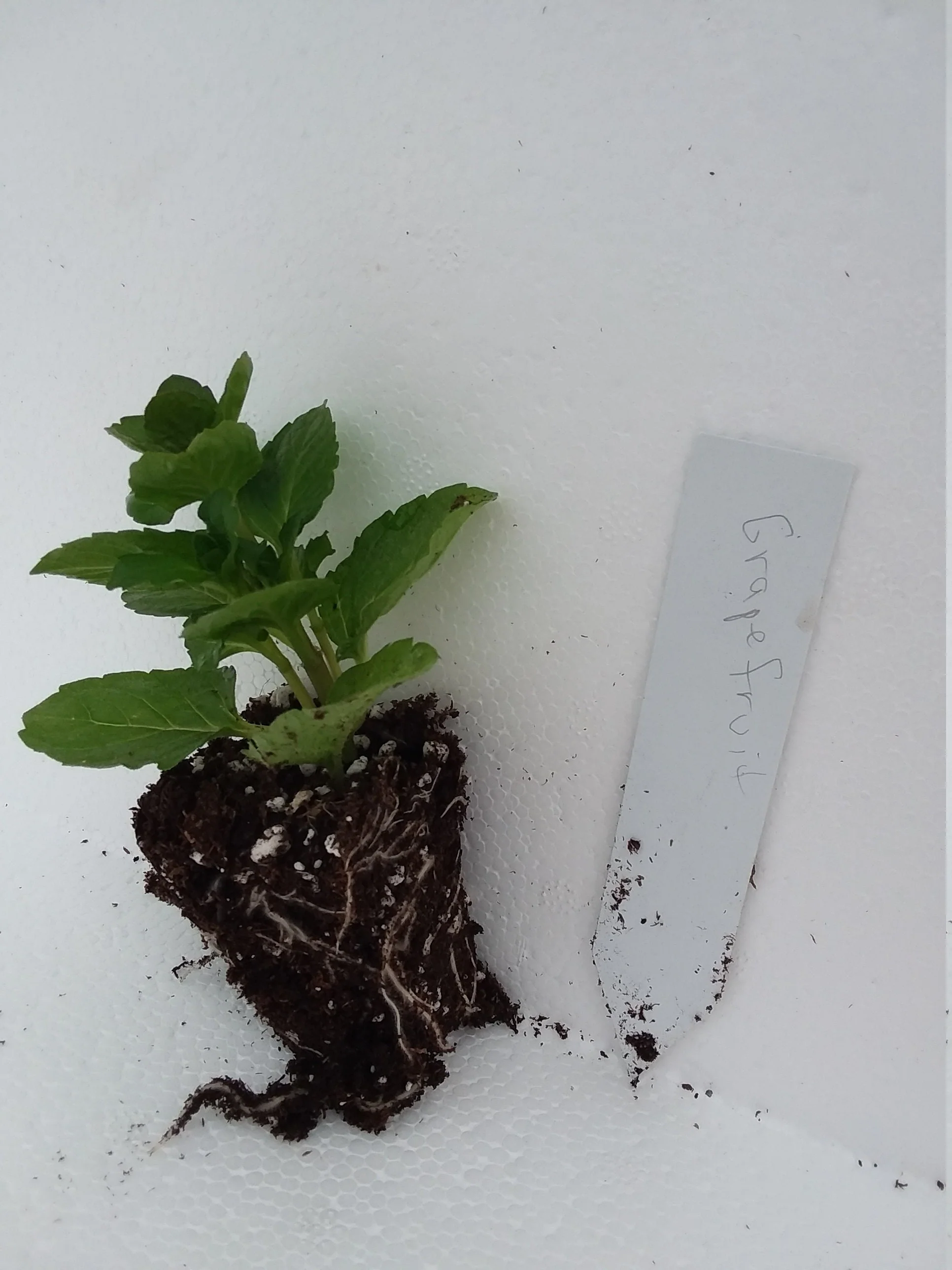 Grapefruit Mint - Image 2