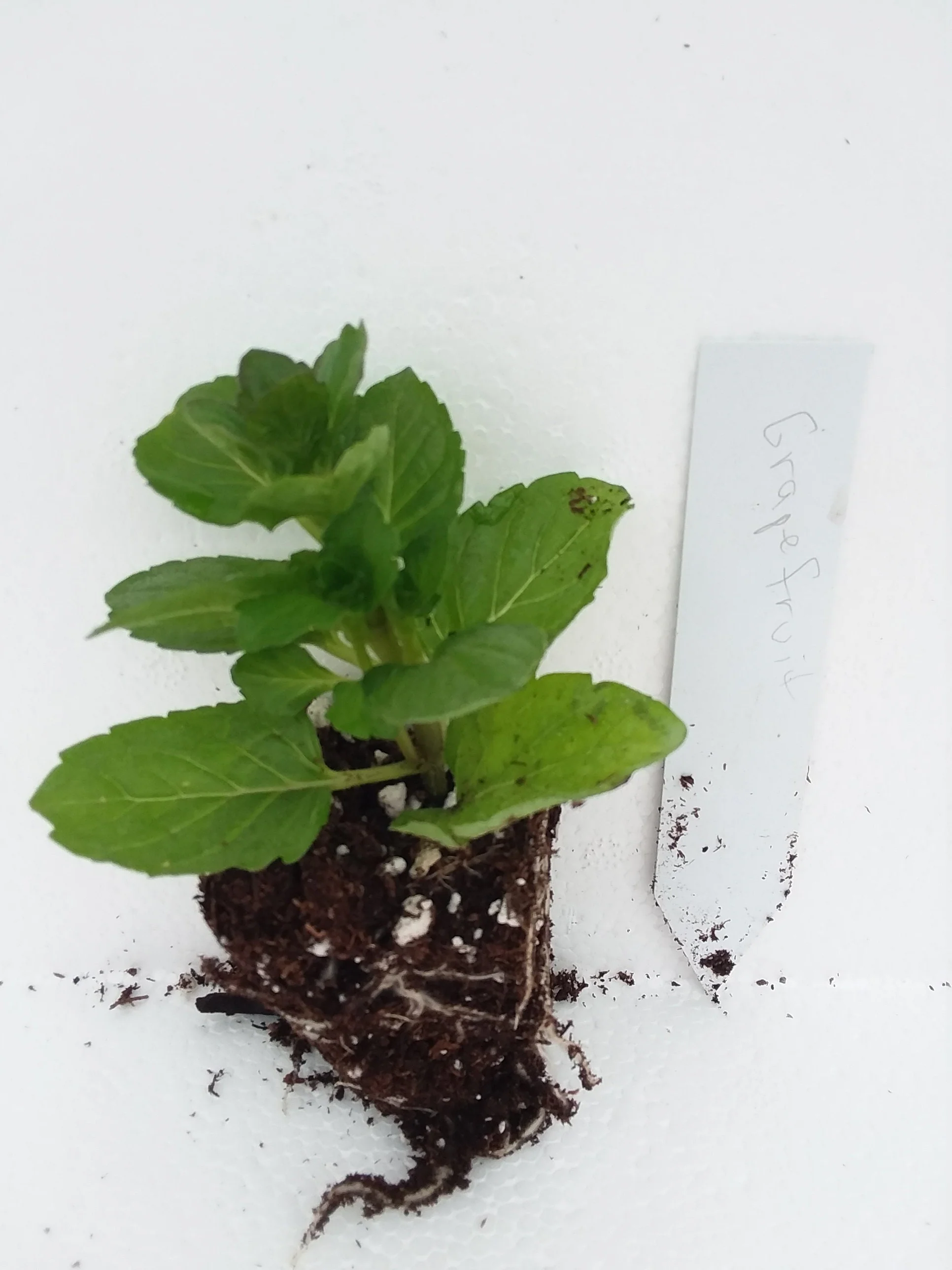 Grapefruit Mint - Image 3