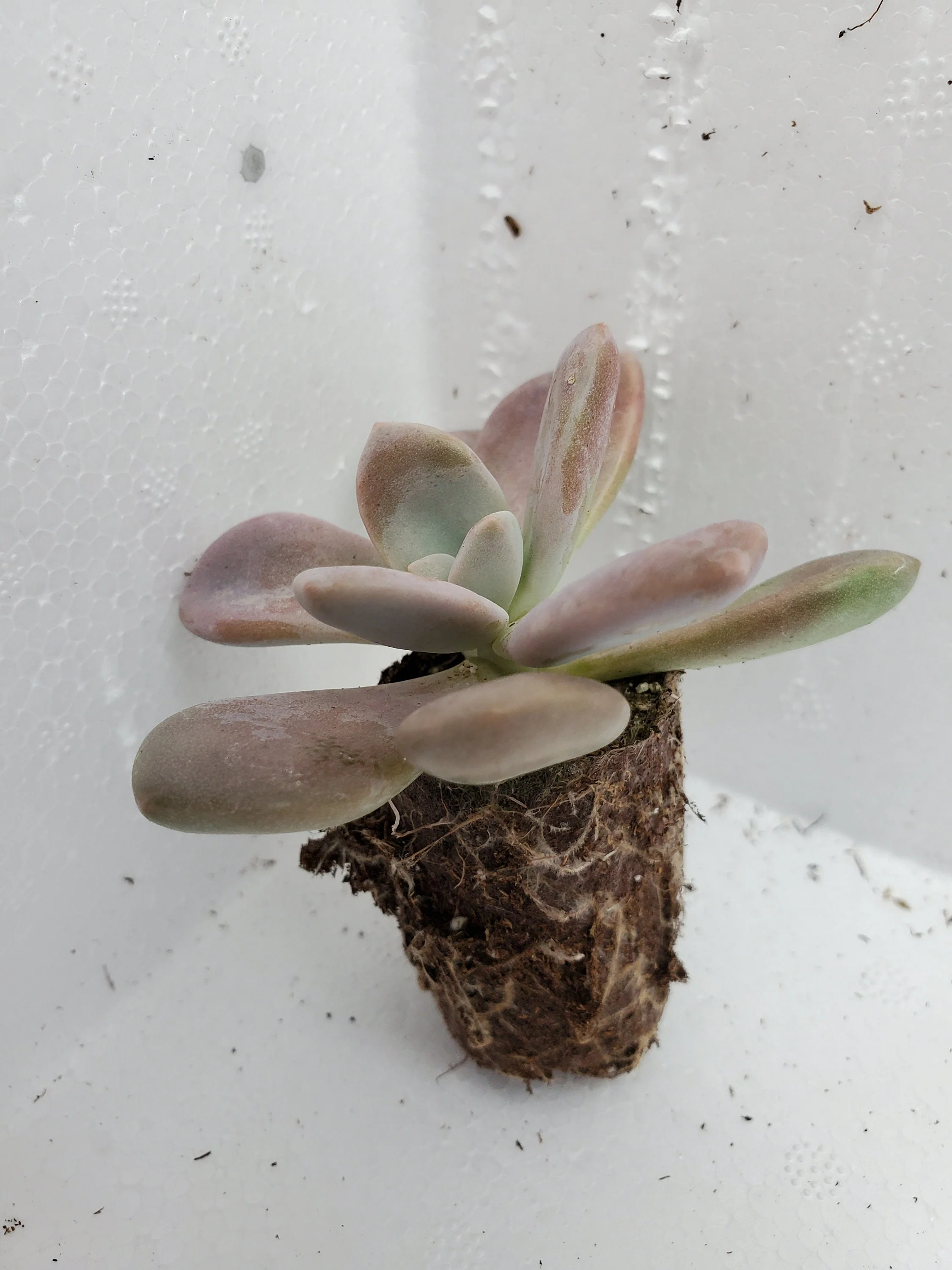 Graptopetalum Murasaki - Image 2