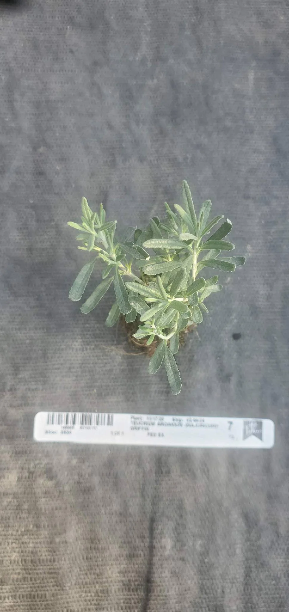 Gray Creeping Germander Teucrium Aroanium - Image 2