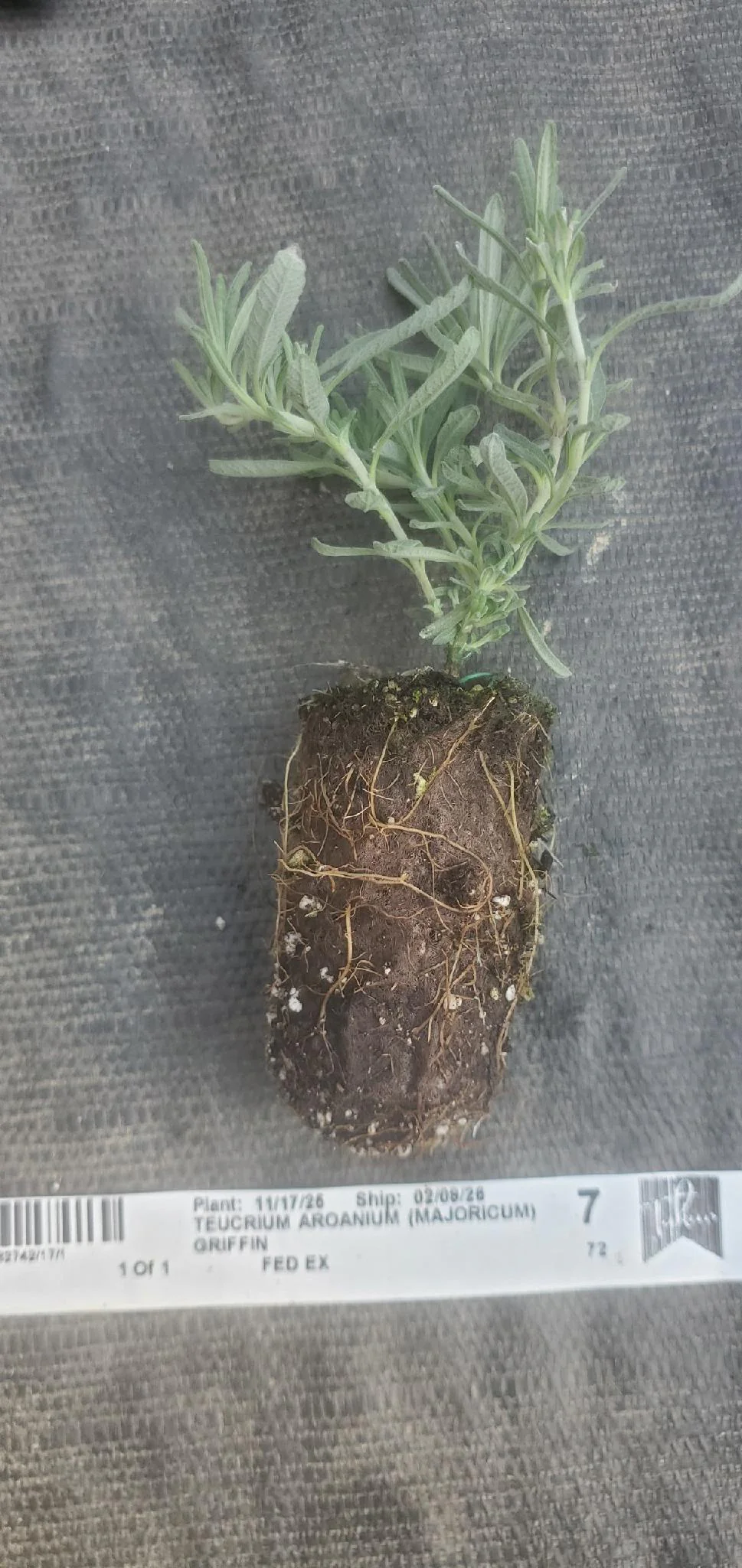 Gray Creeping Germander Teucrium Aroanium - Image 3