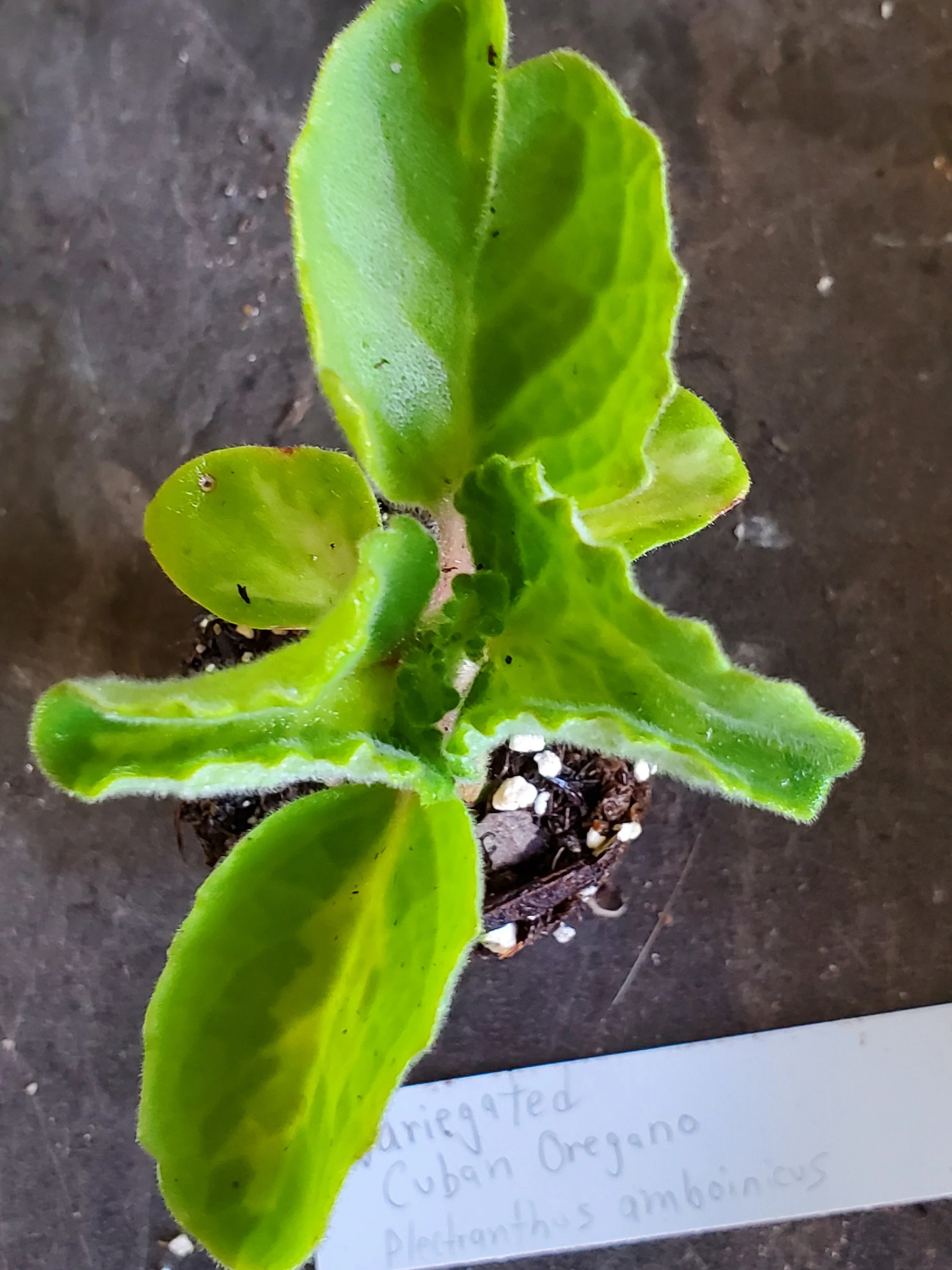Variegated Cuban Oregano Plectranthes Amboinicus
