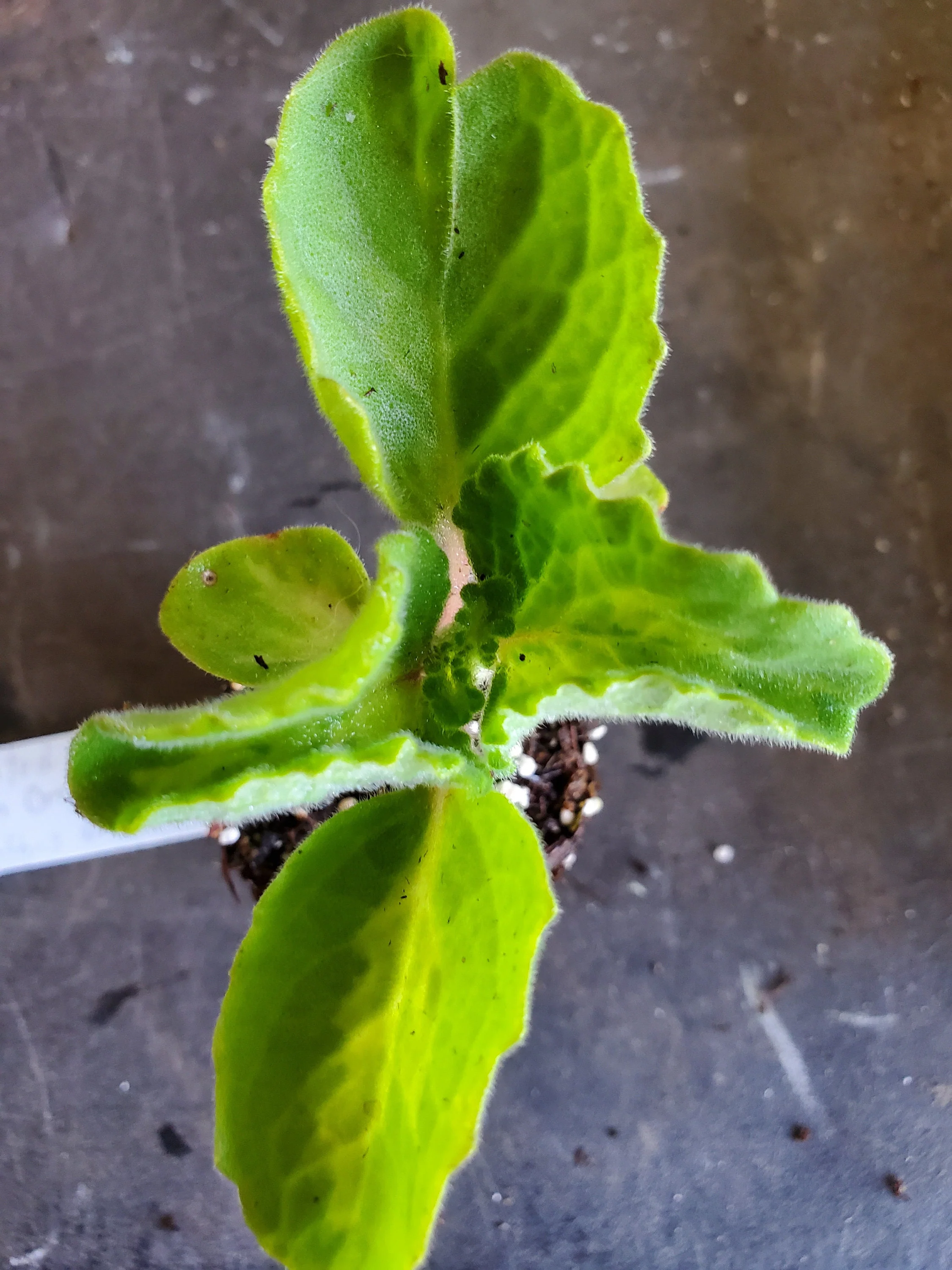 Variegated Cuban Oregano Plectranthes Amboinicus - Image 2