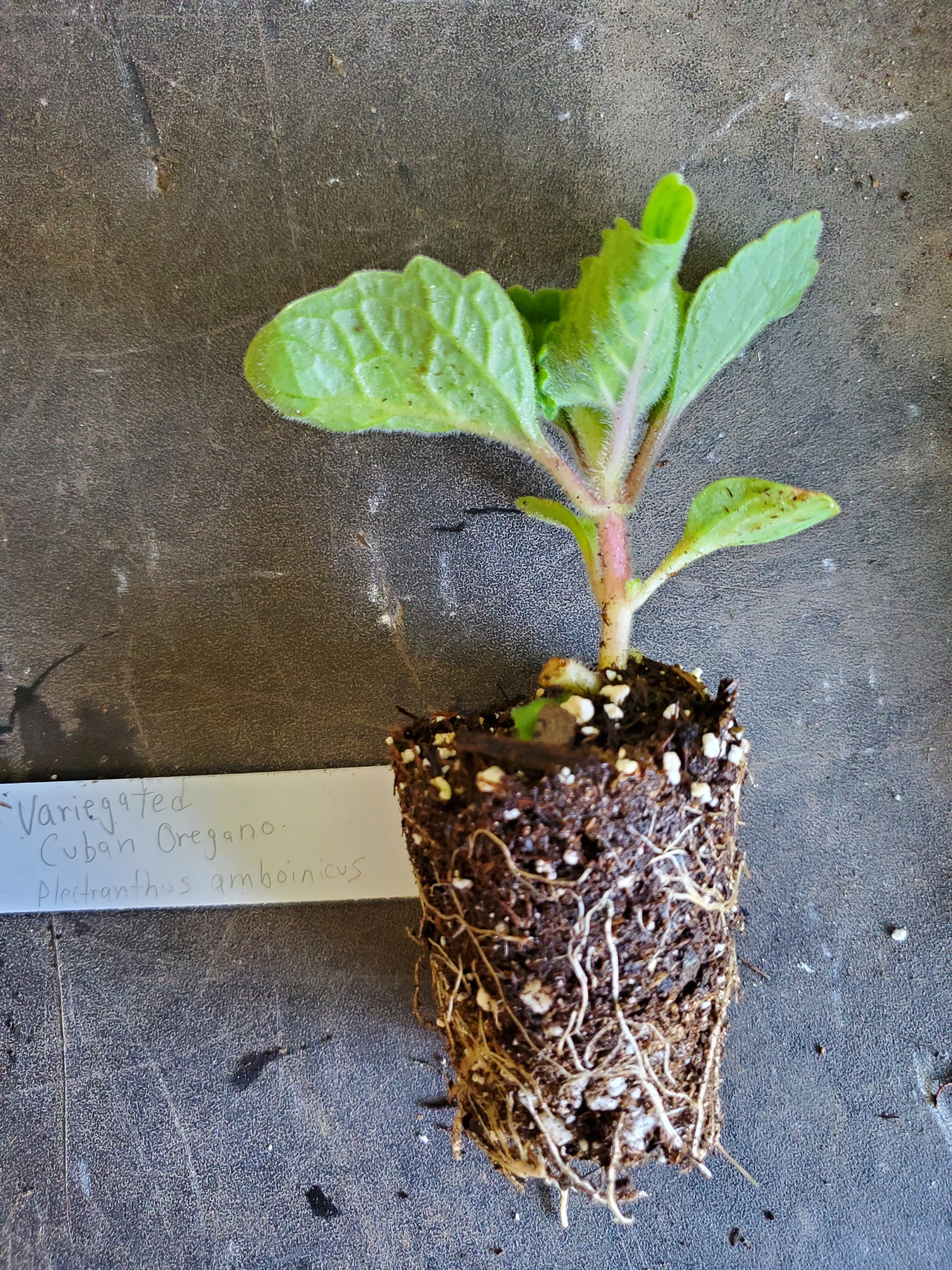Variegated Cuban Oregano Plectranthes Amboinicus - Image 3