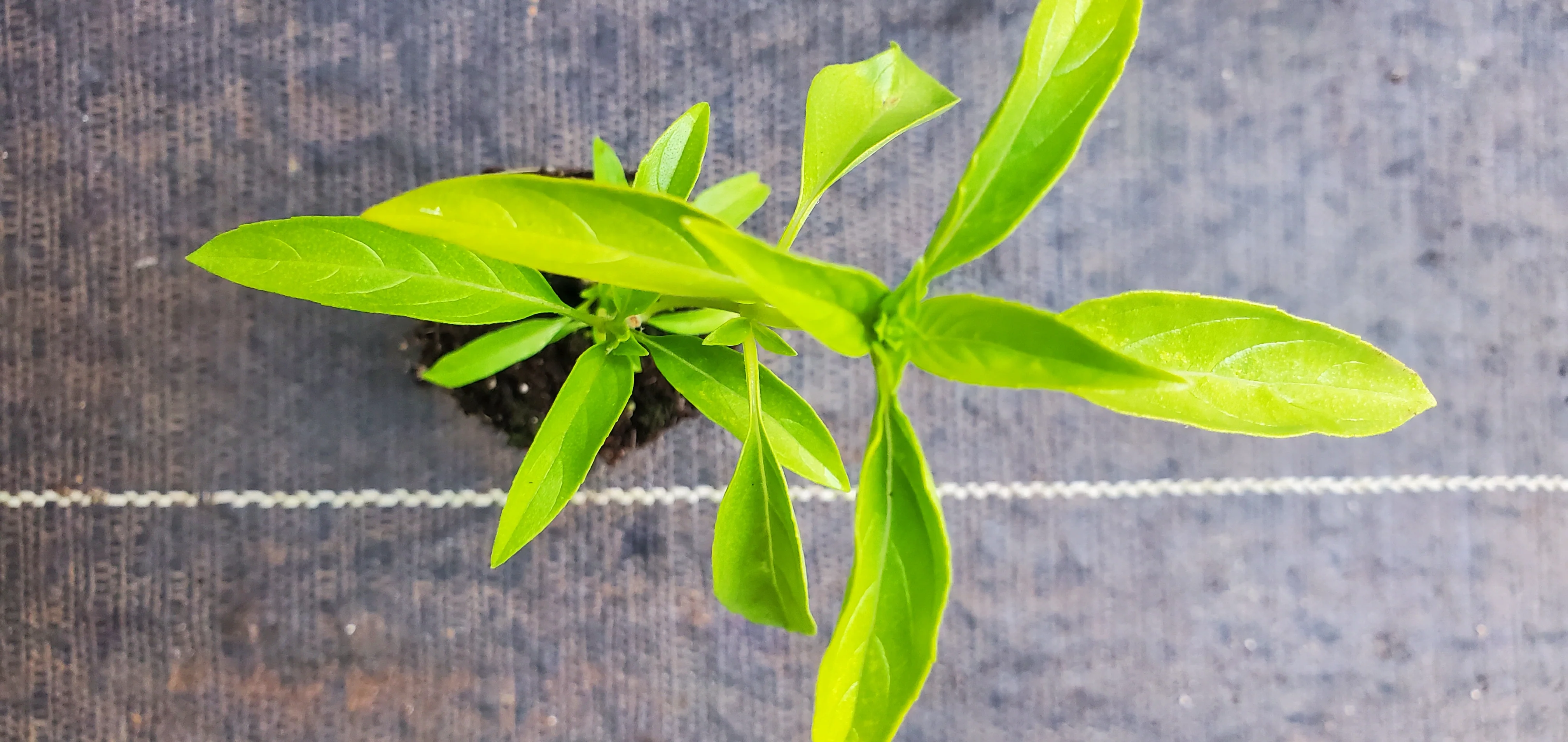 Guyana Basil Plant Married man's Pork