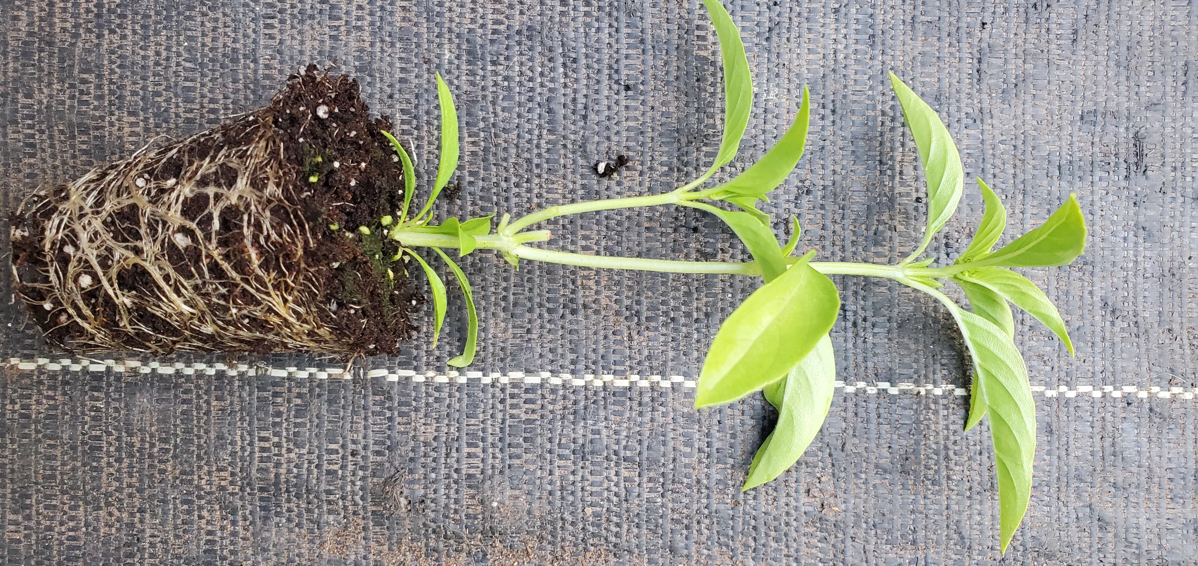 Guyana Basil Plant Married man's Pork - Image 2