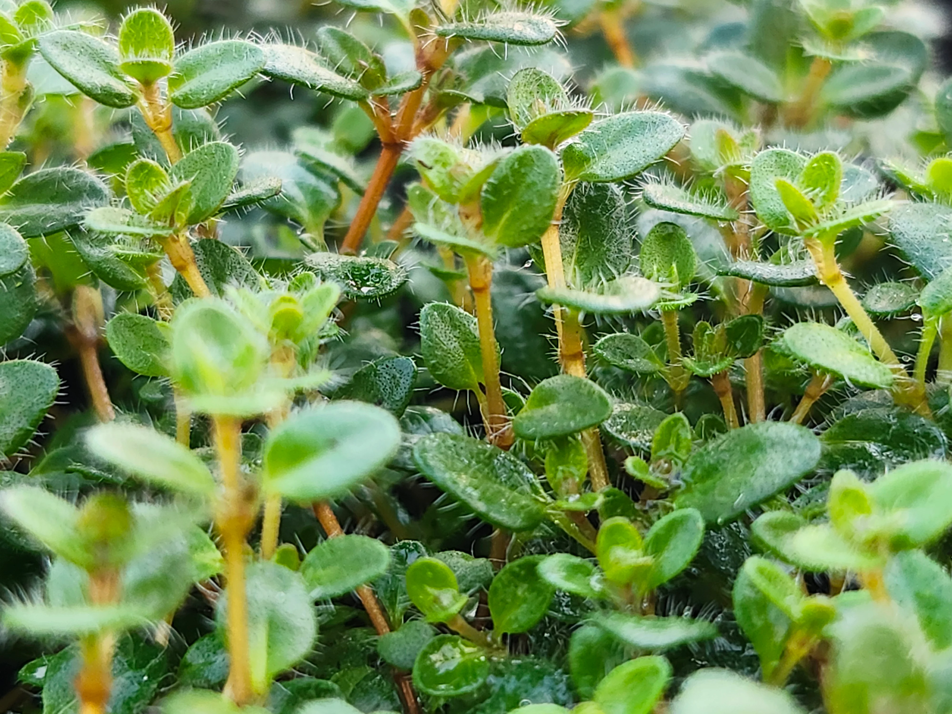 Hall's Woolly Thyme