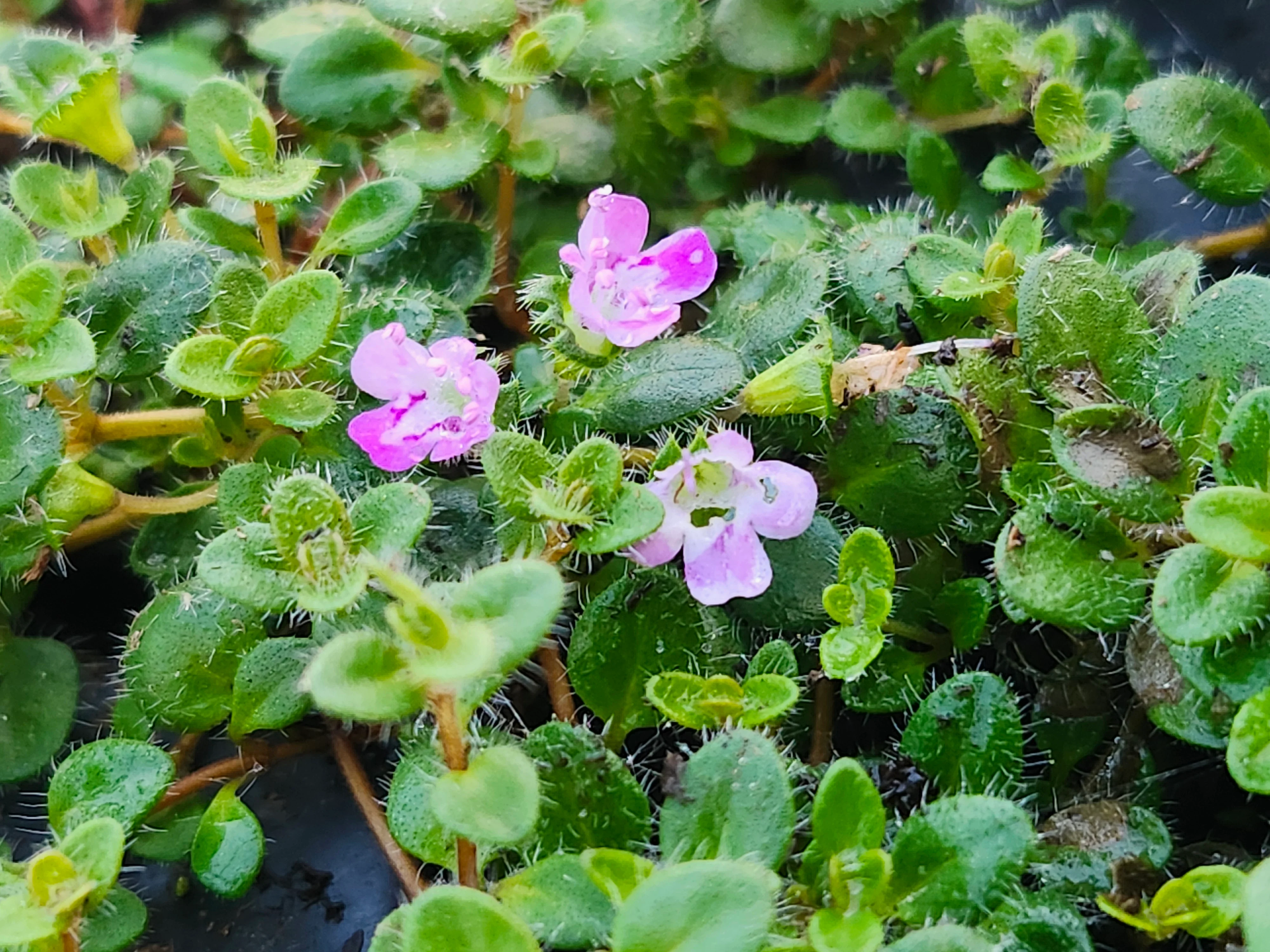 Hall's Woolly Thyme - Image 2