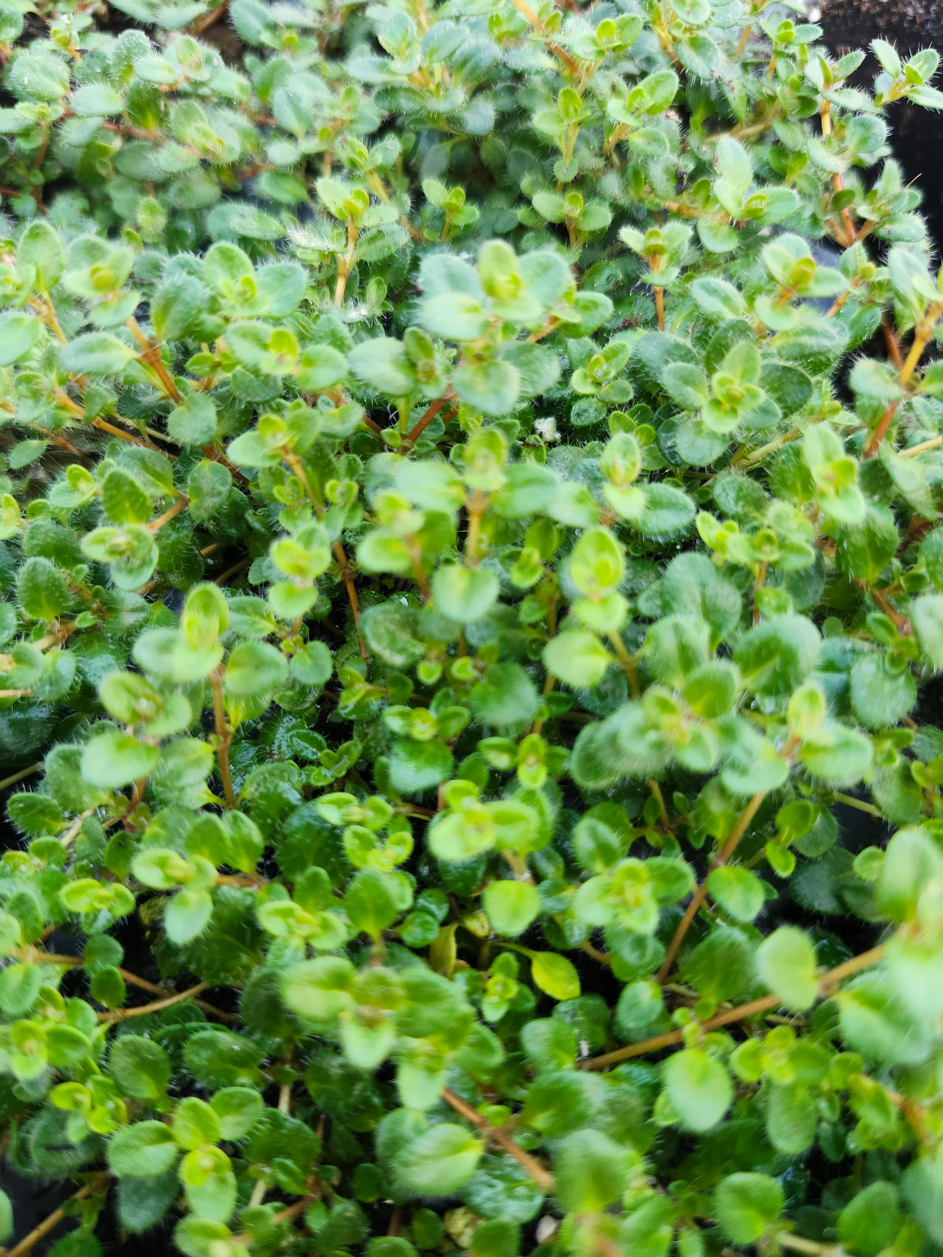 Hall's Woolly Thyme - Image 3
