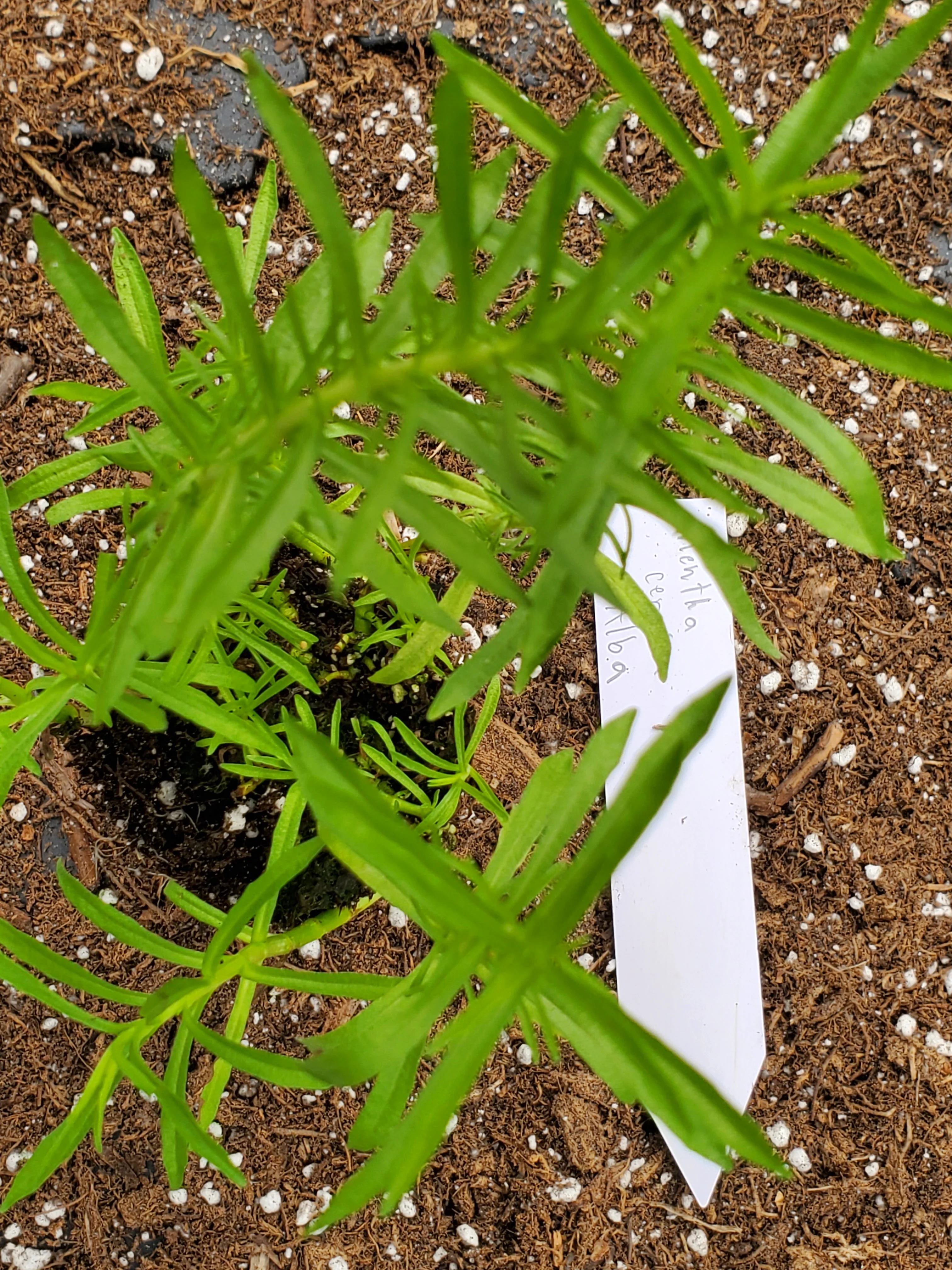 Hart's Pennyroyal