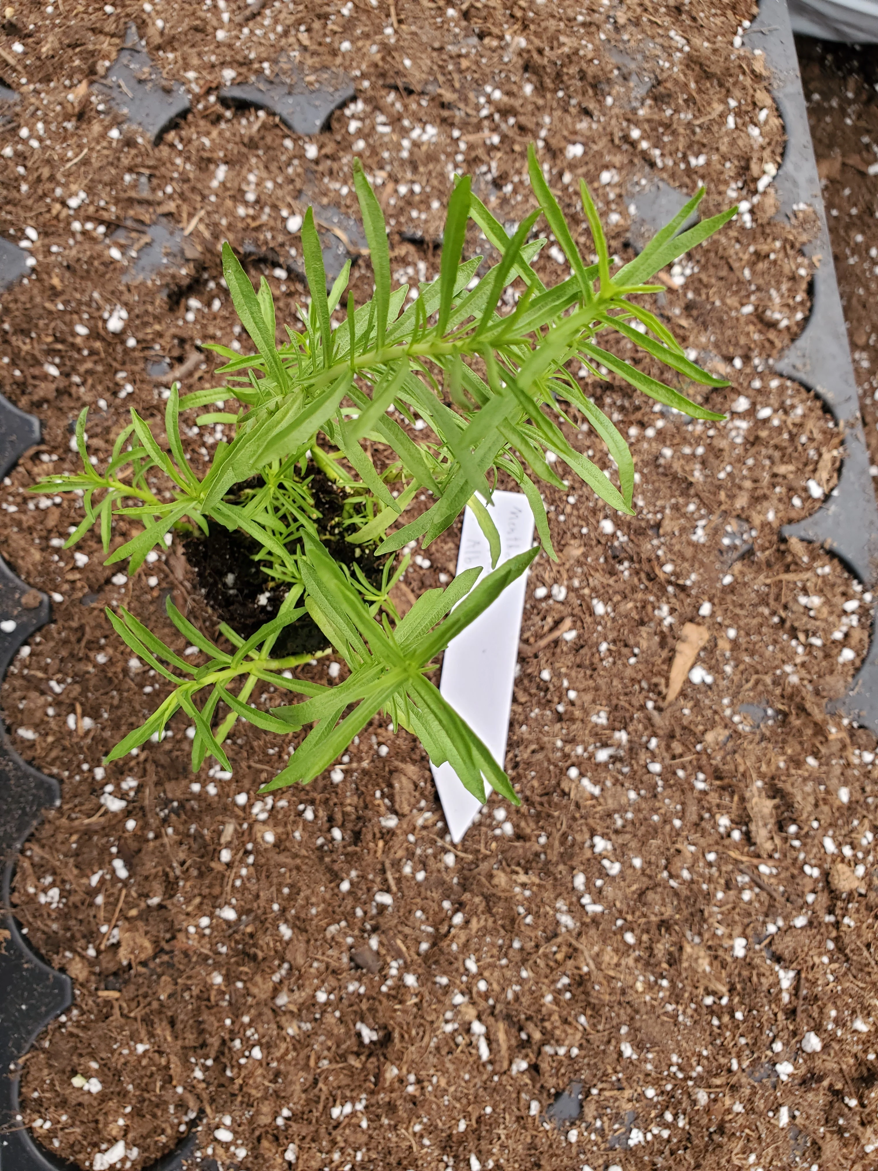 Hart's Pennyroyal - Image 3