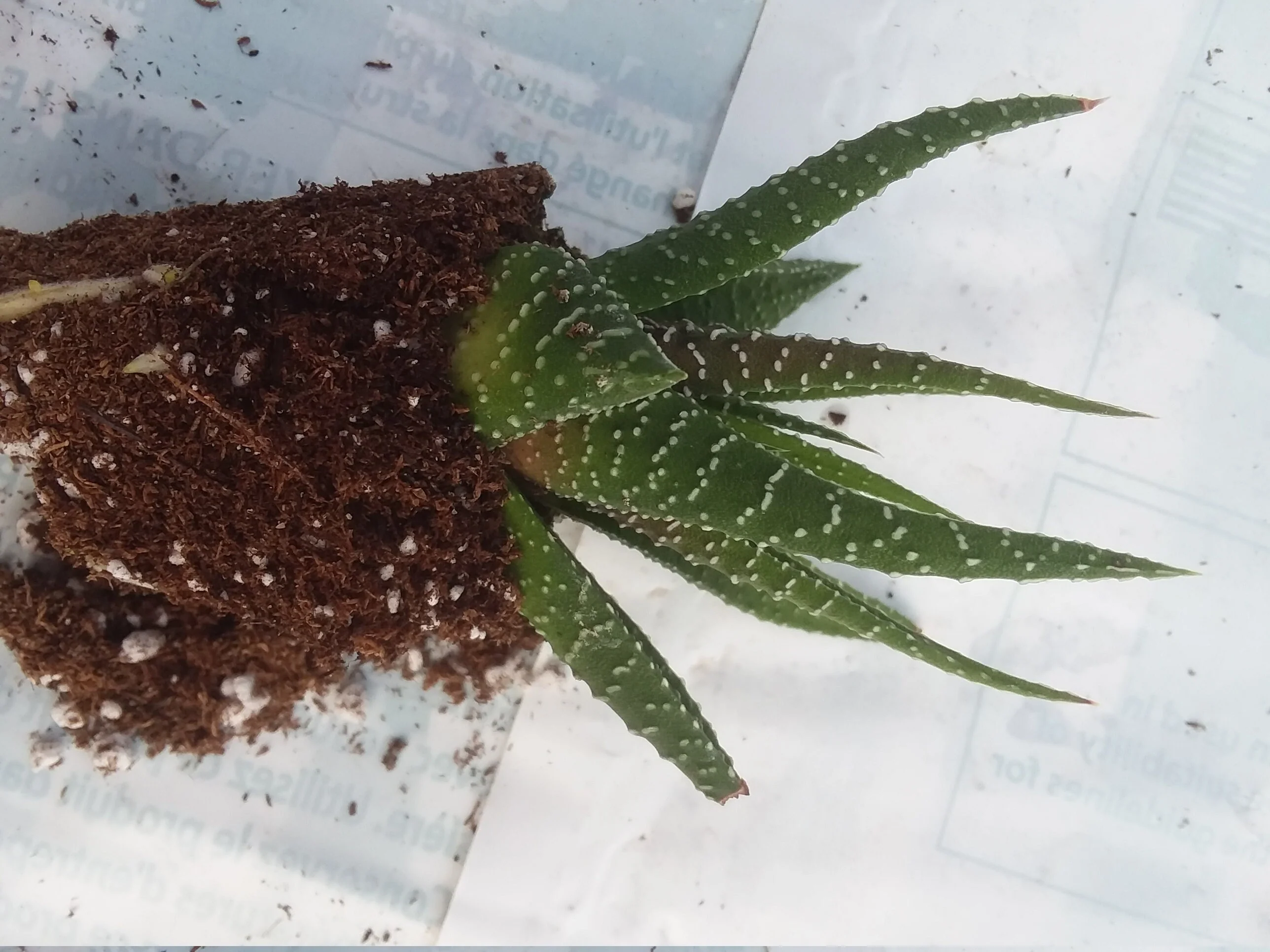 Haworthia Fasciata starter - Image 2