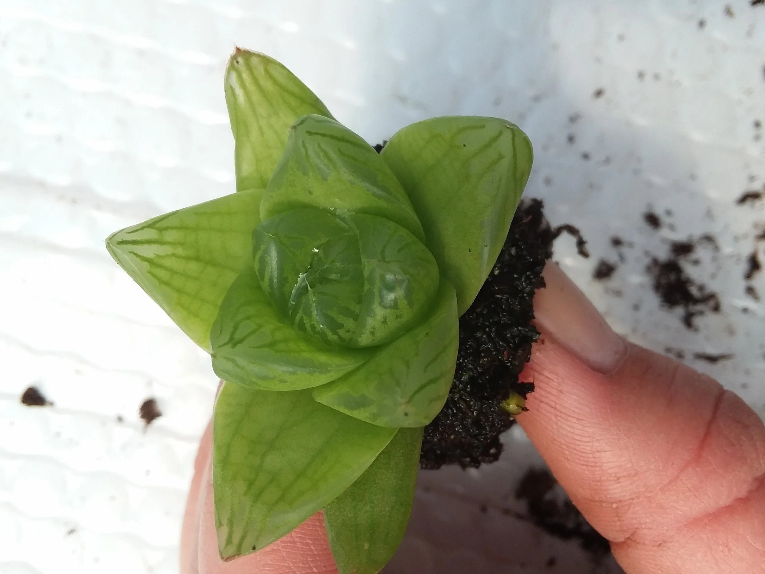 Haworthia Planifolia Starter