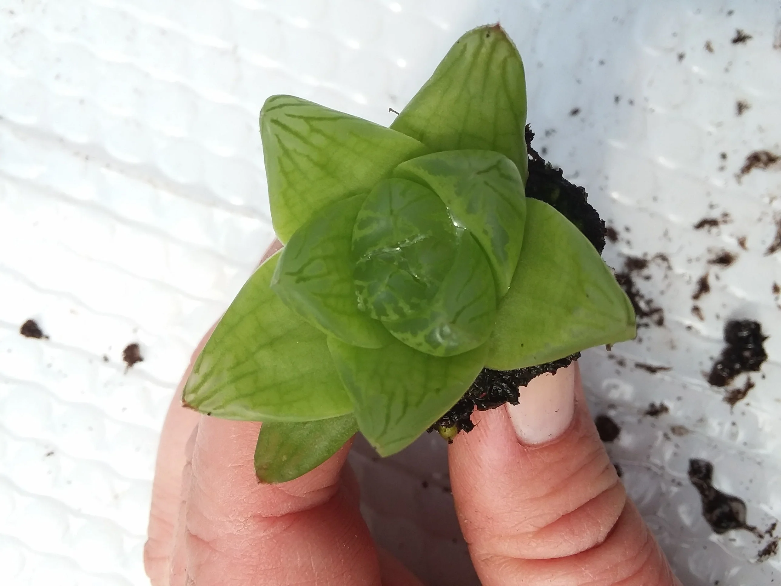 Haworthia Planifolia Starter - Image 2