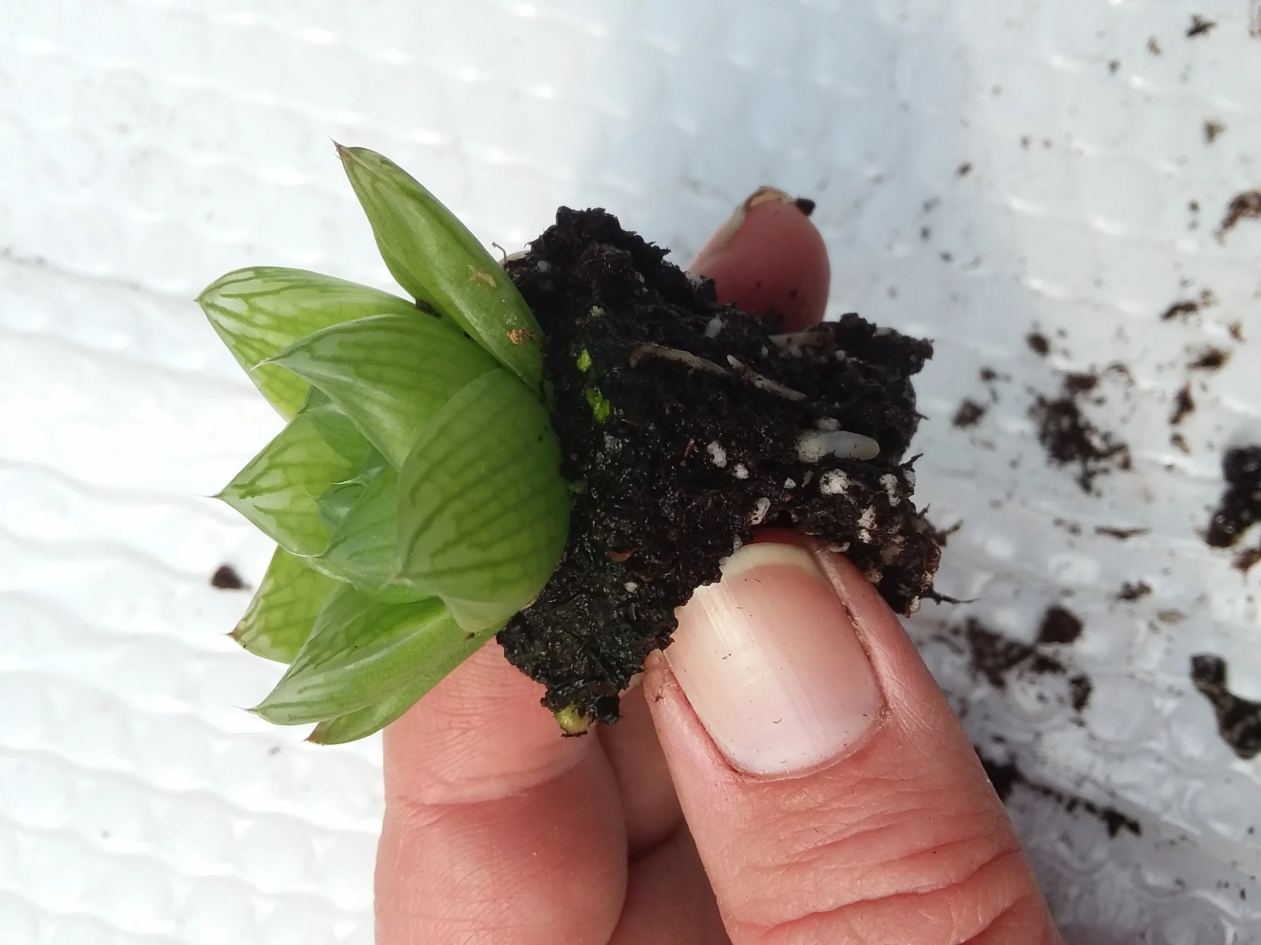Haworthia Planifolia Starter - Image 3