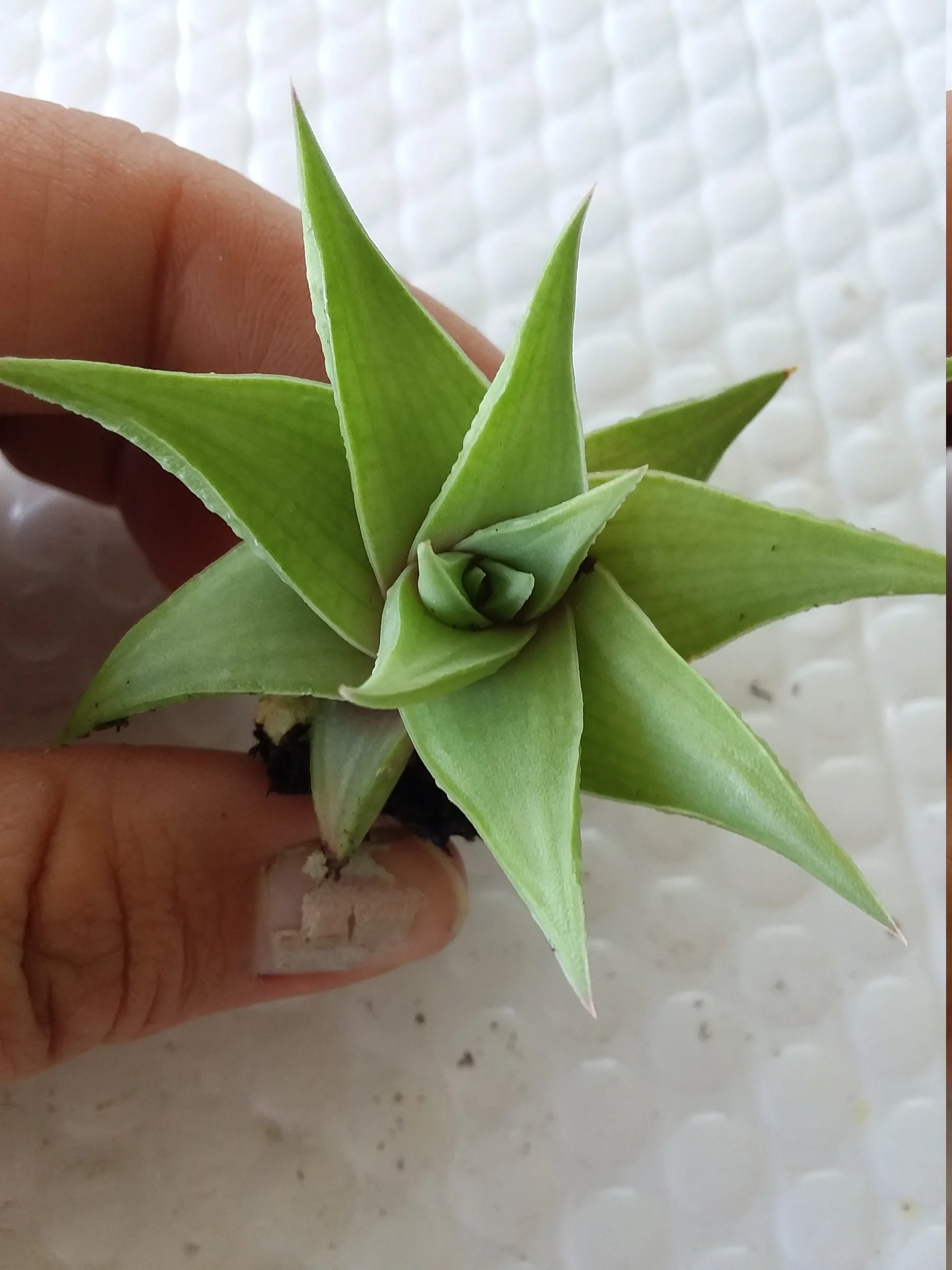 Haworthia ubomboensis