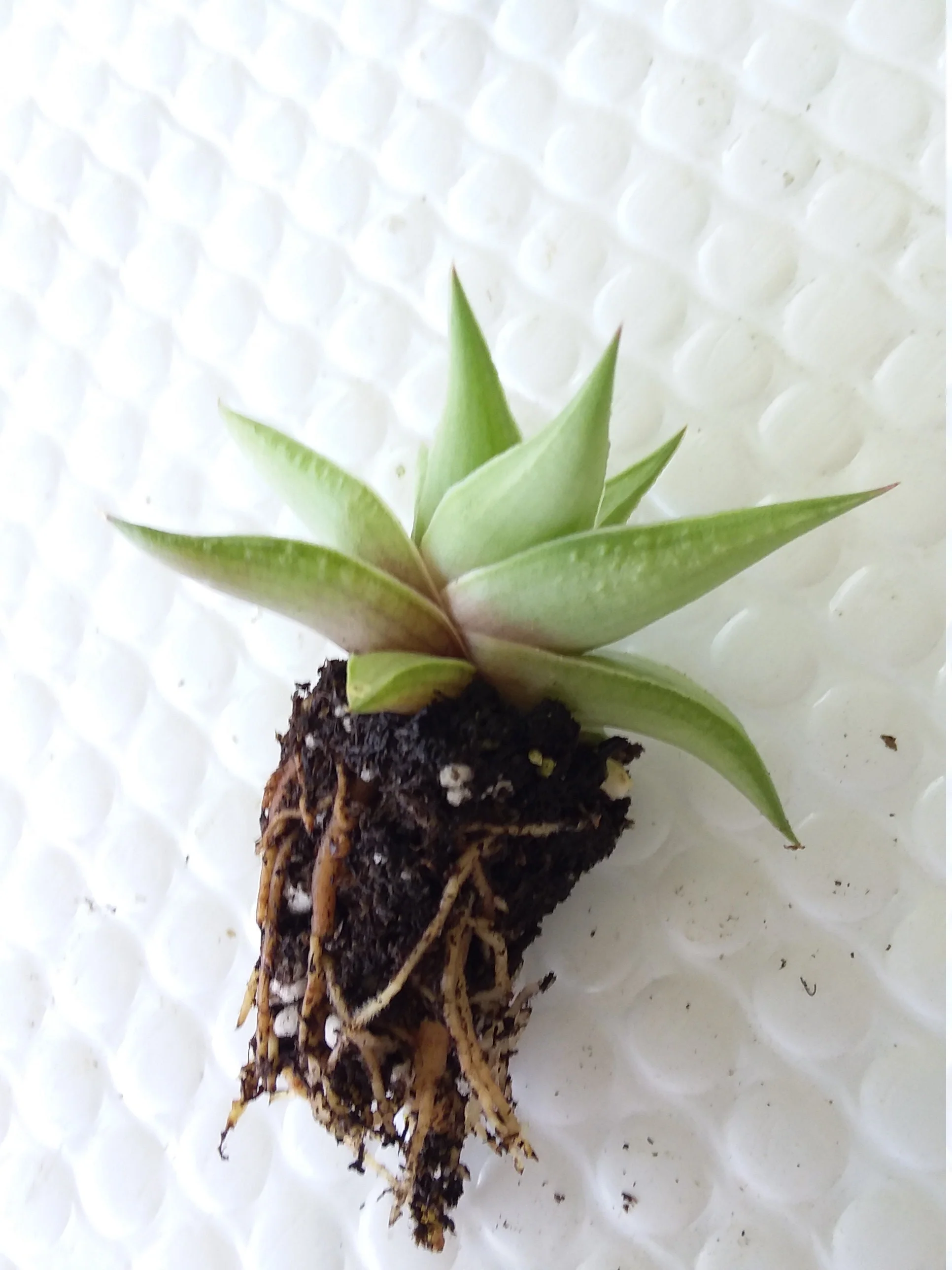 Haworthia ubomboensis - Image 2