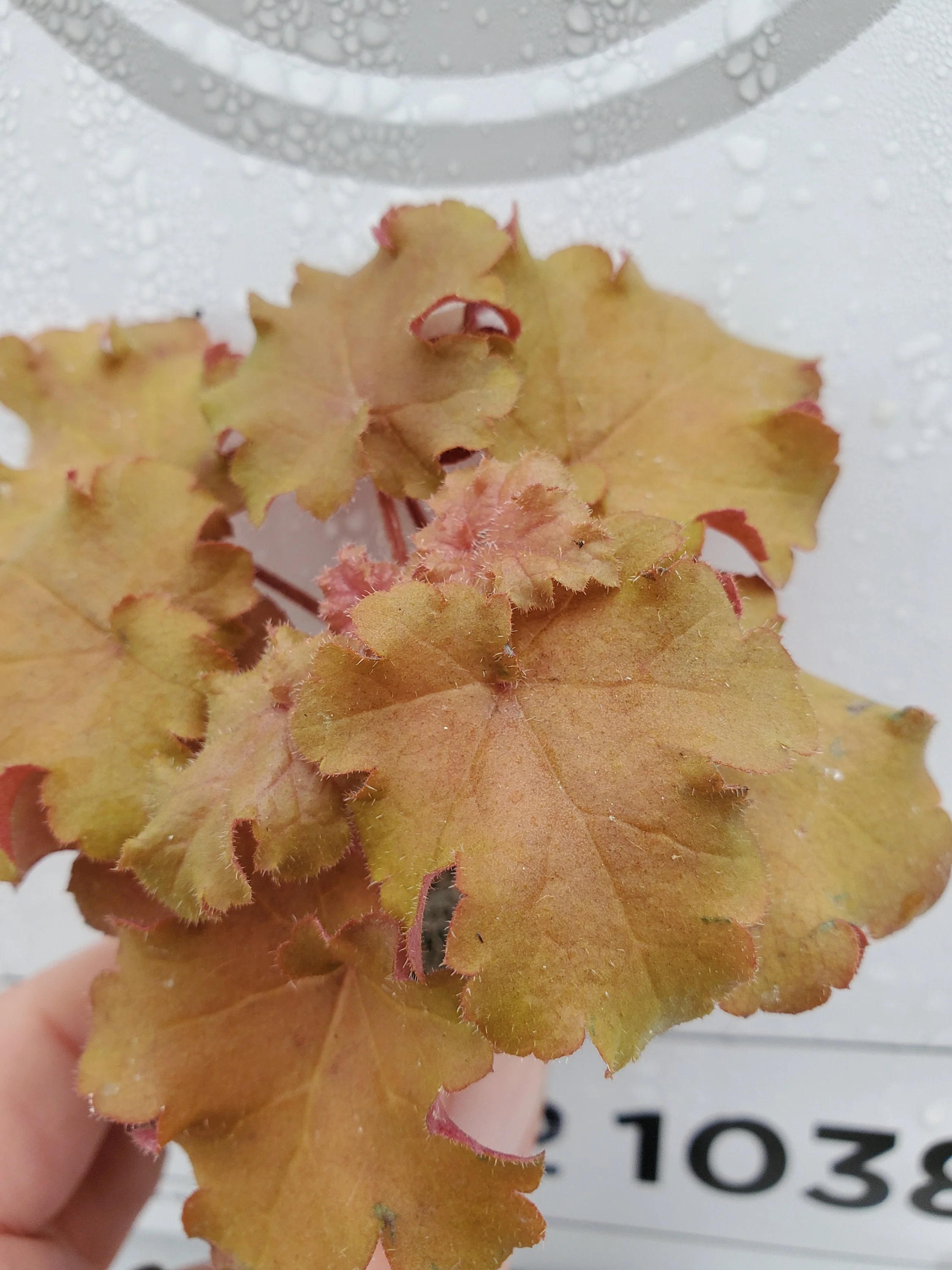 Heuchera Indian Summer Orangeberry Ruffle
