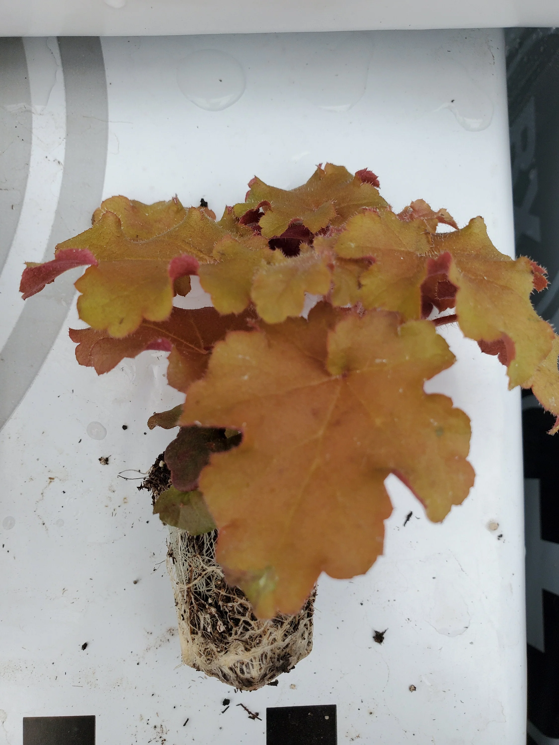 Heuchera Indian Summer Orangeberry Ruffle - Image 2