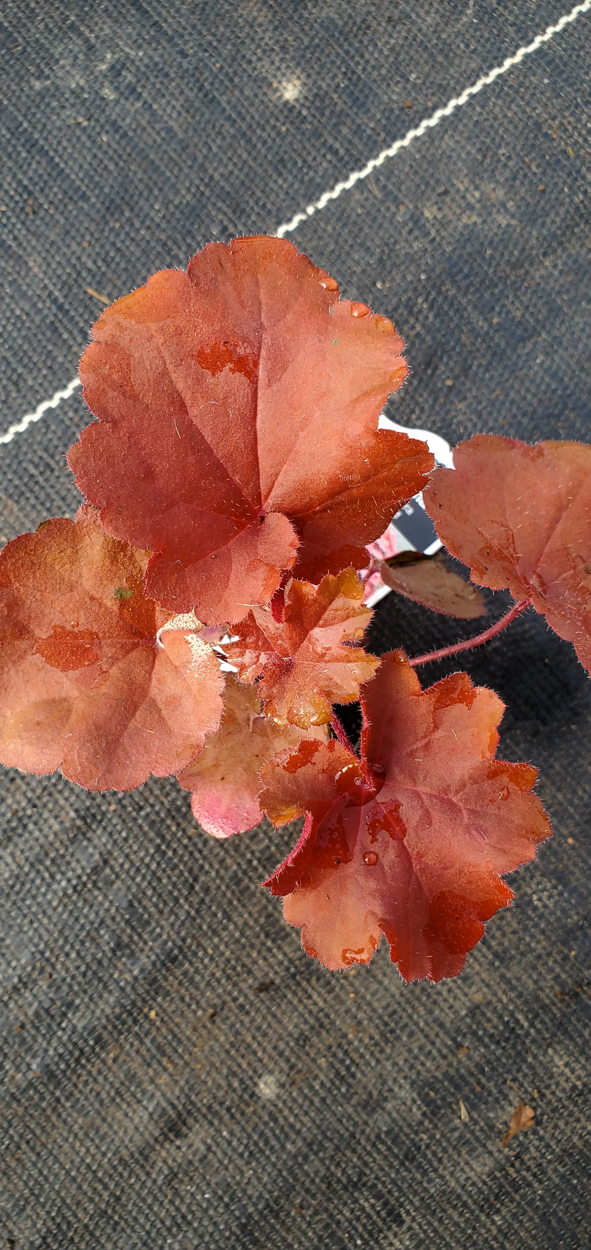 Heuchera Magma - Image 2