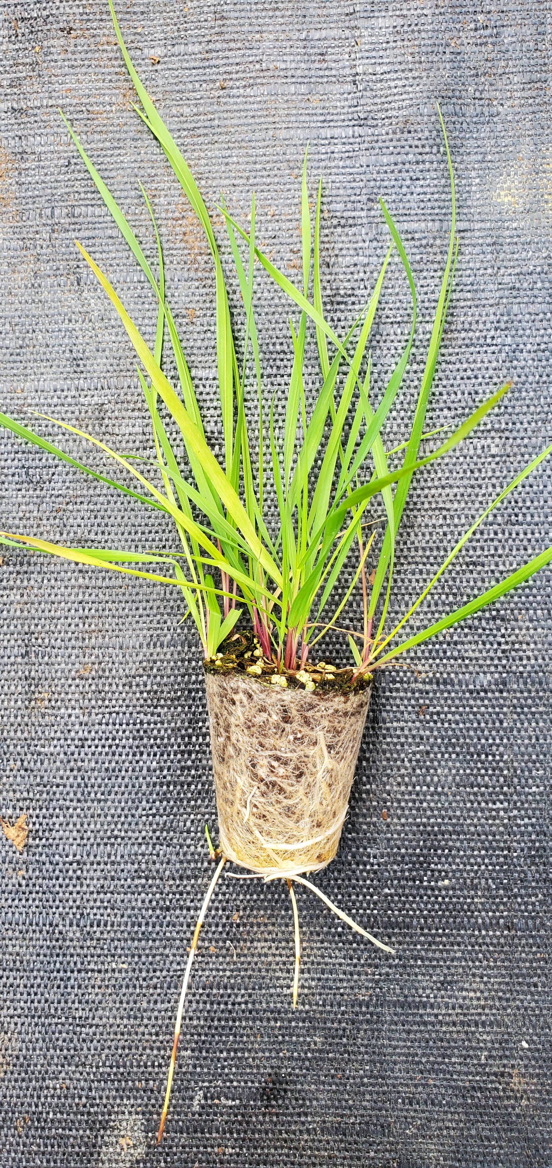 Hierochloe Odorata - Image 2