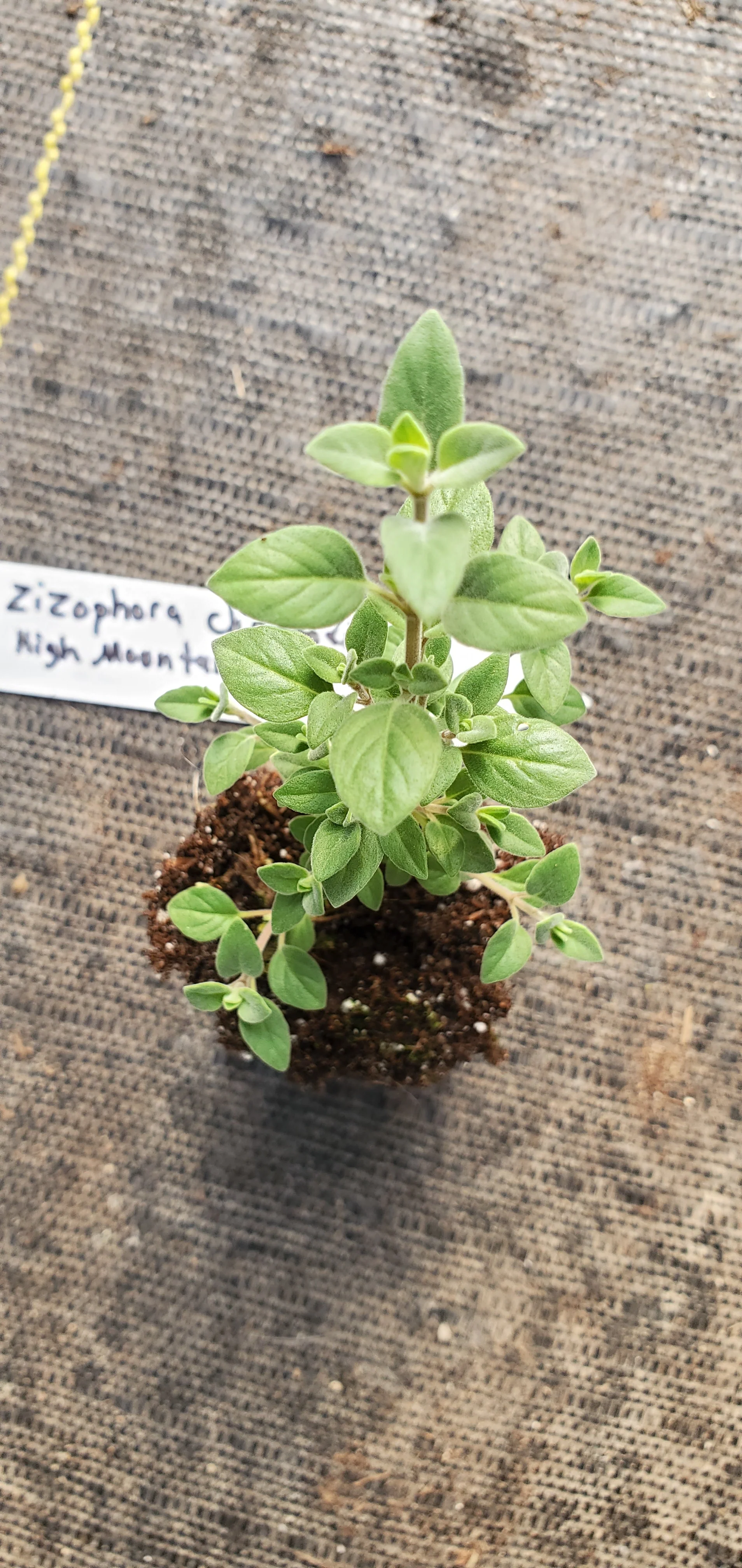 High Mountain Mint Ziziphora Clinopodioides