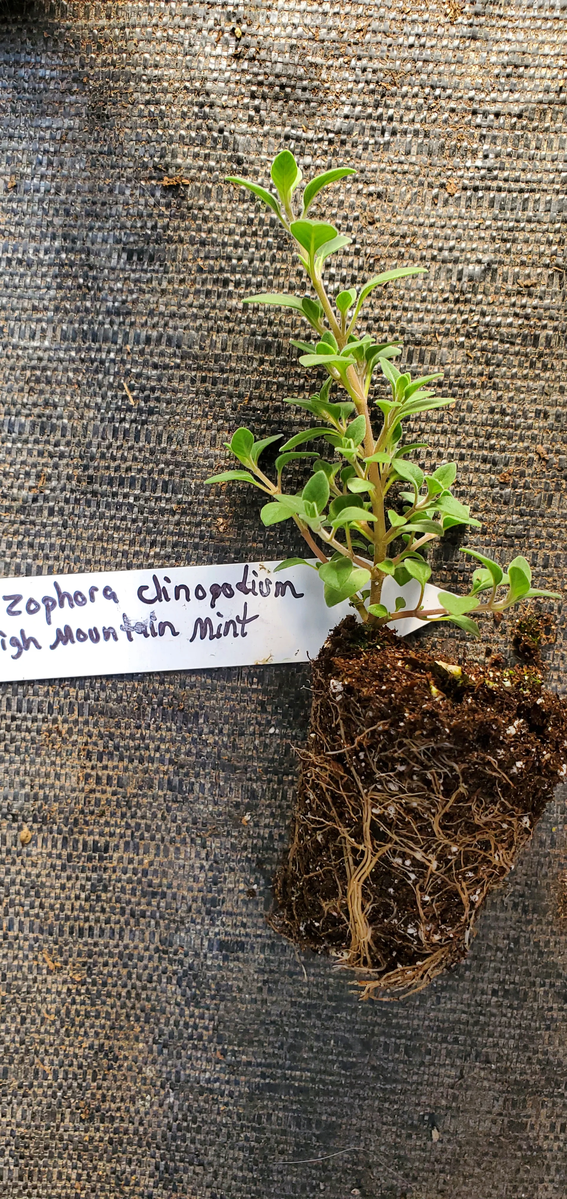 High Mountain Mint Ziziphora Clinopodioides - Image 2