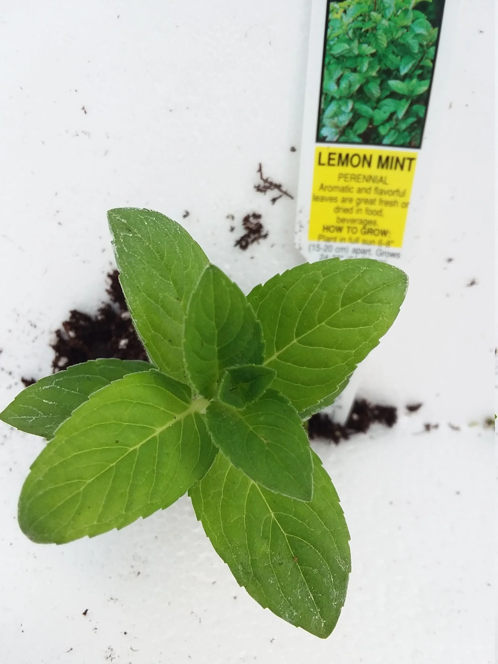 Hilary's Sweet Lemon Mint