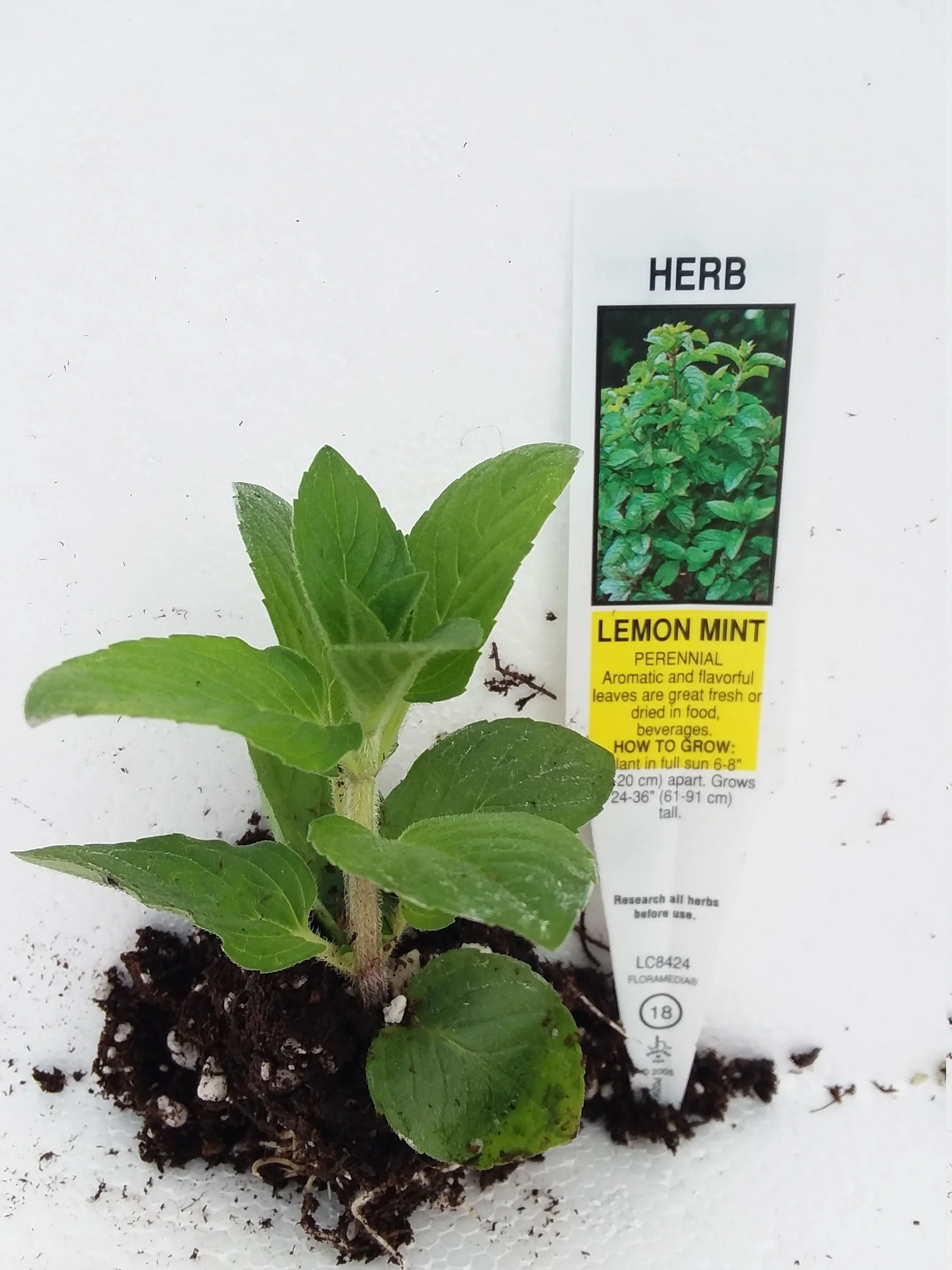 Hilary's Sweet Lemon Mint - Image 3