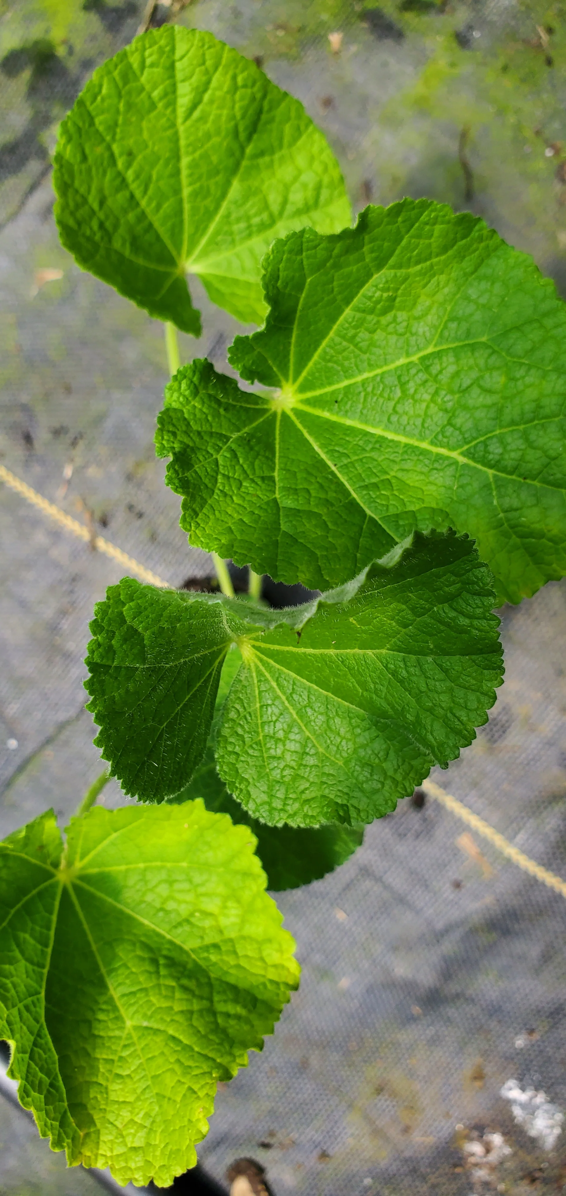 Hollyhock Banana