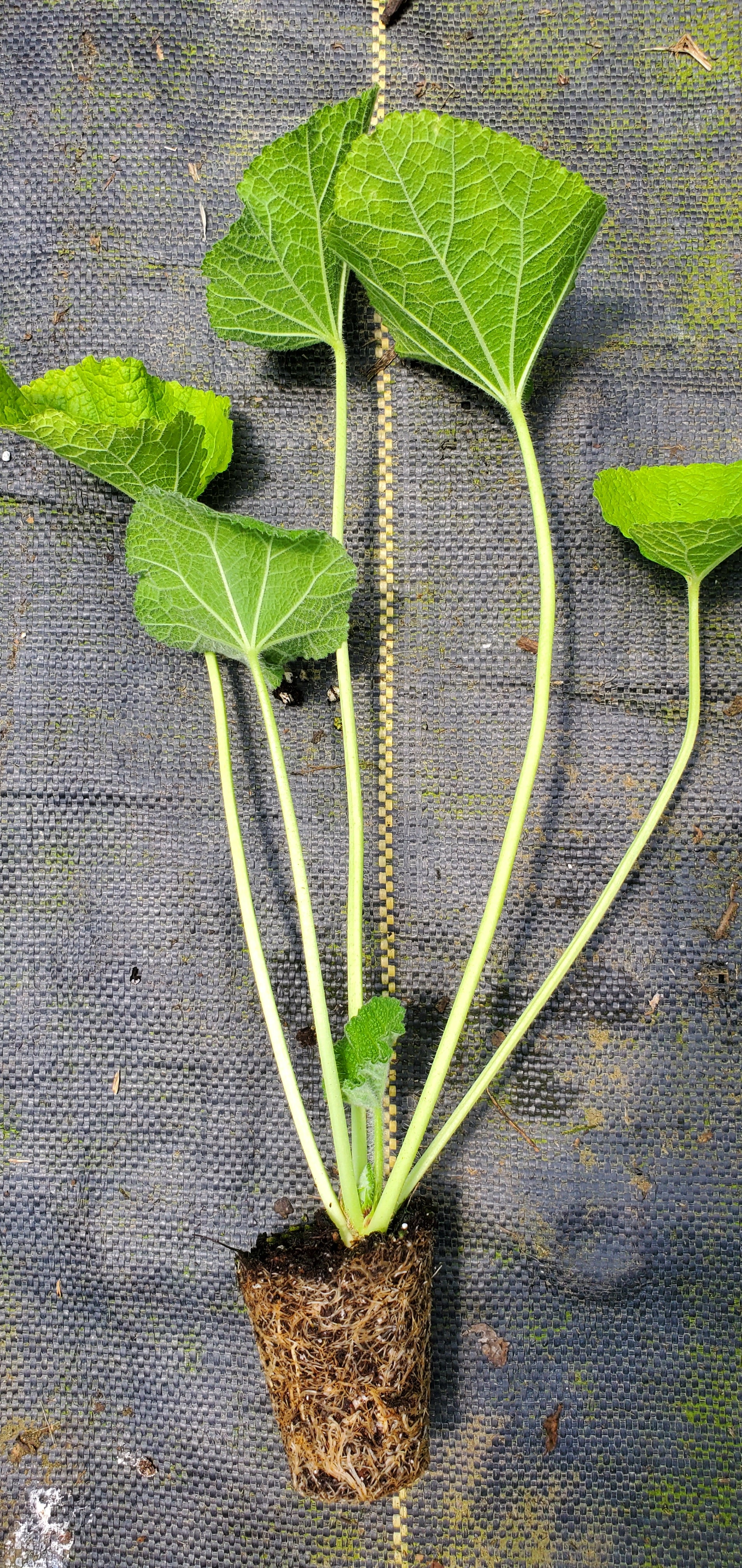 Hollyhock Banana - Image 2