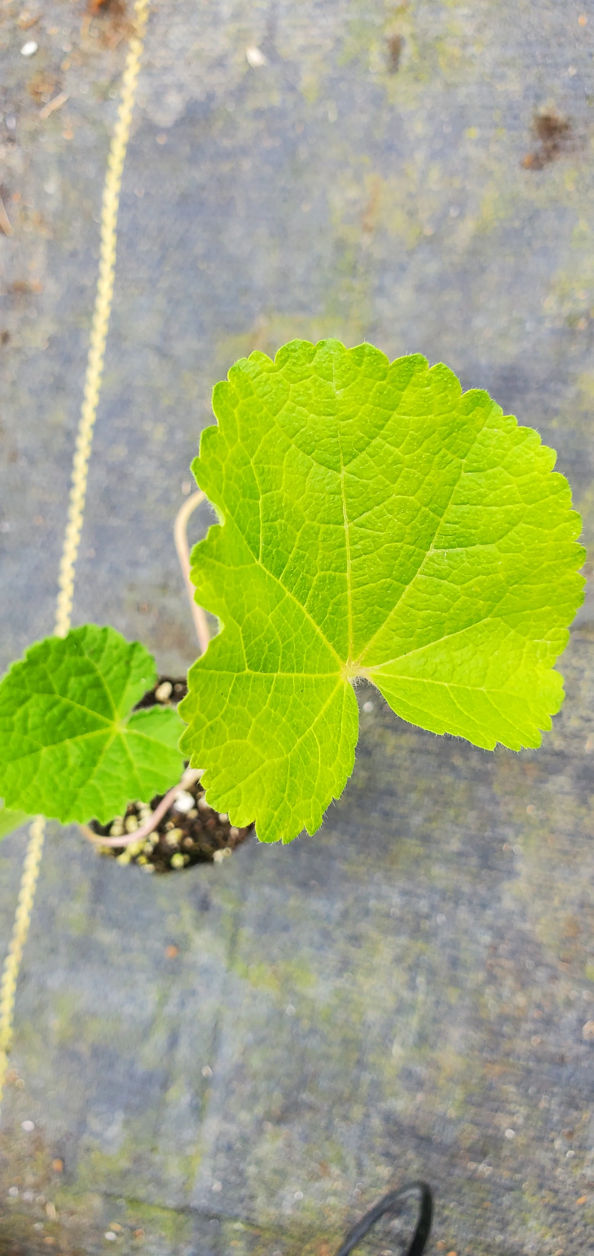 Hollyhock Peaches and Dreams
