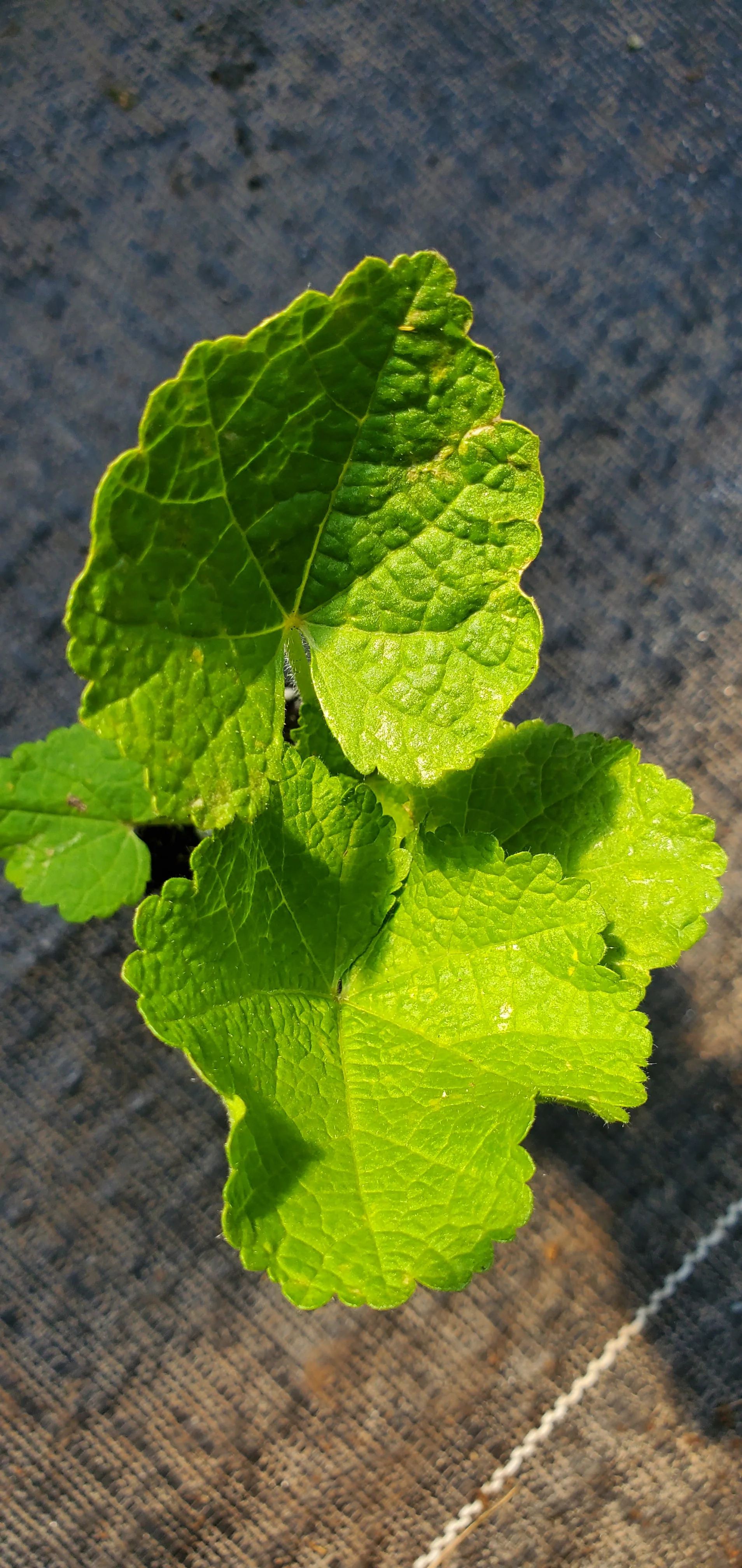 Hollyhock Queeny Salmon - Image 2
