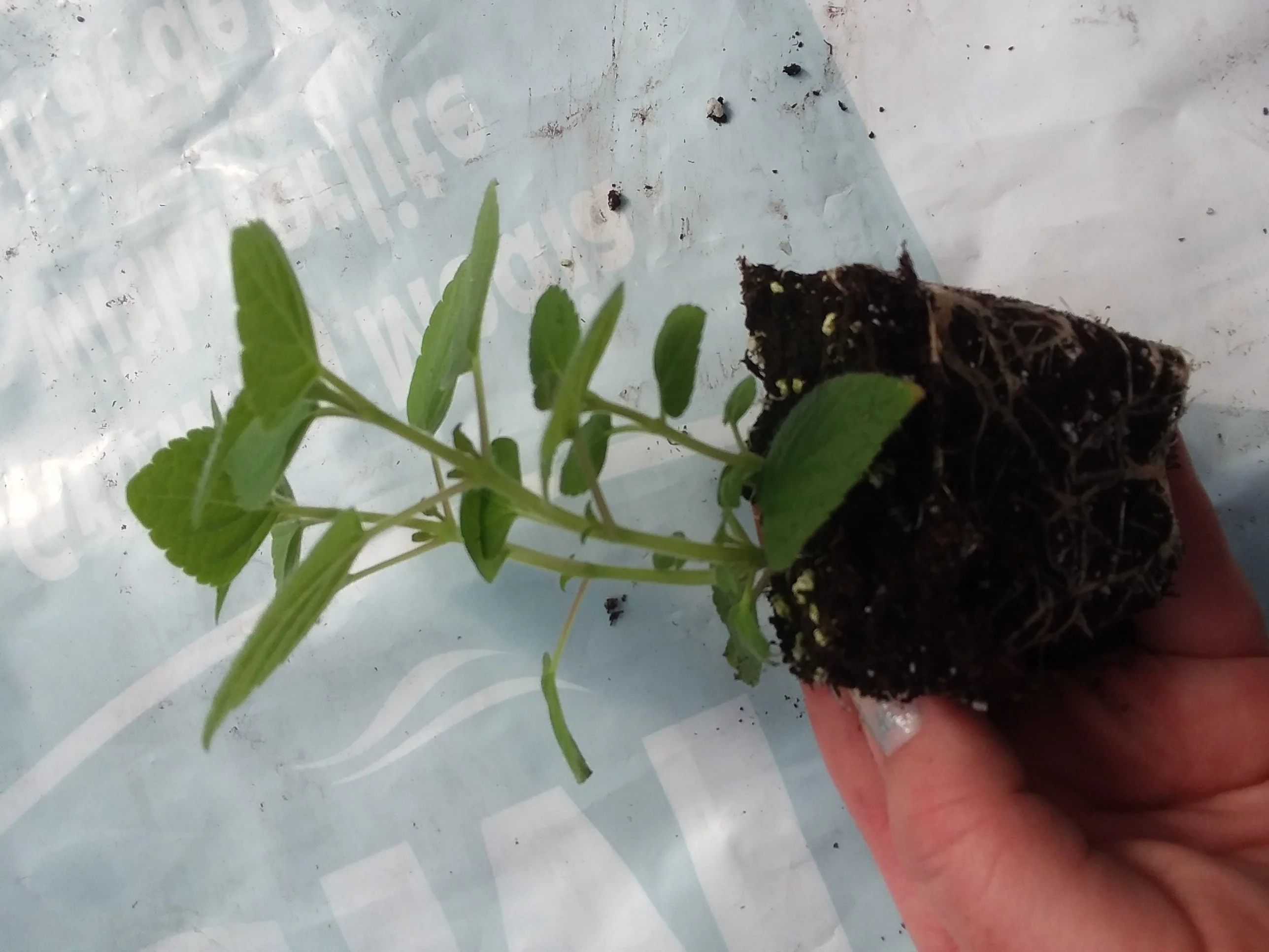 Honey Melon Sage - Image 2
