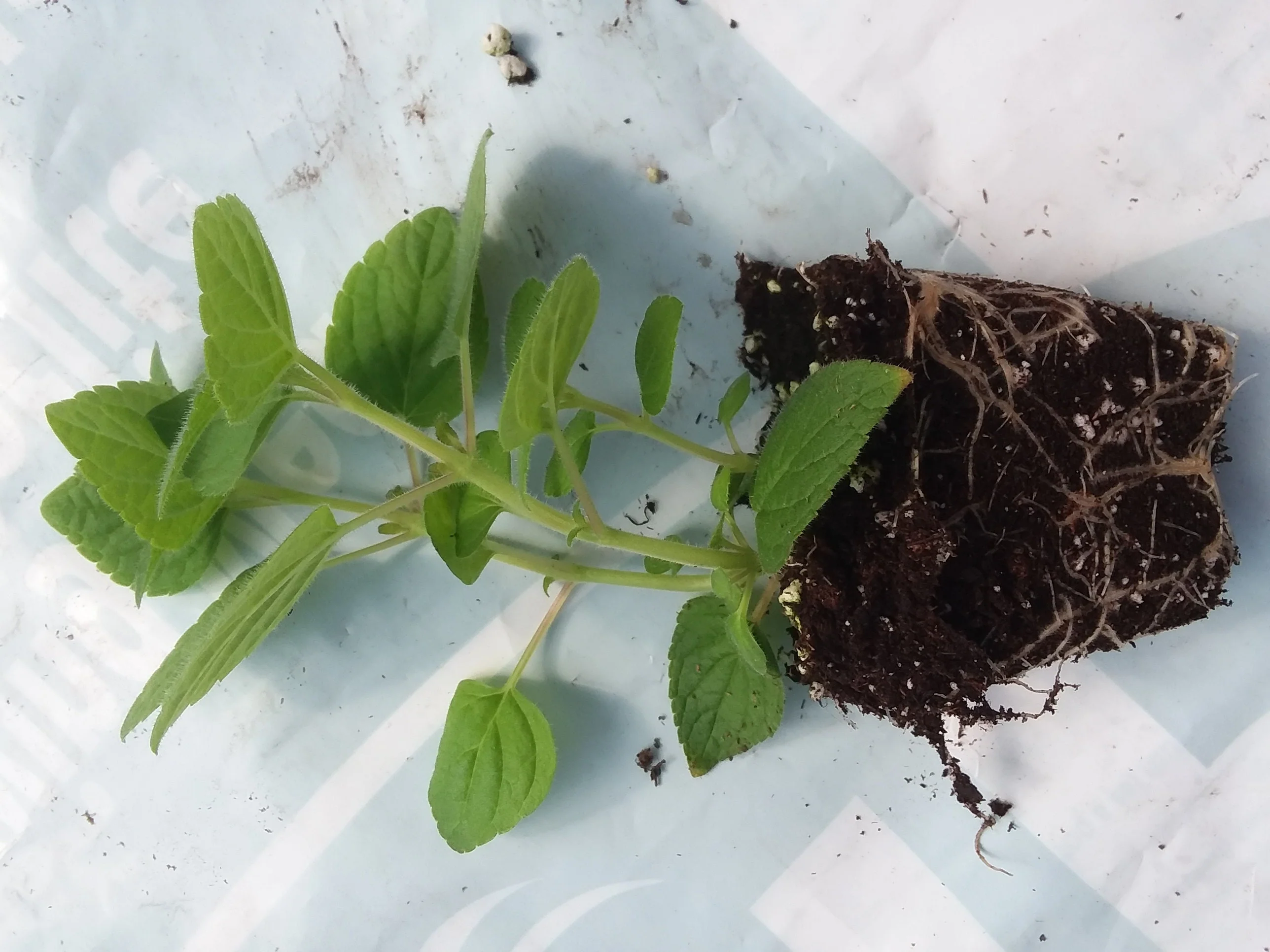 Honey Melon Sage - Image 3