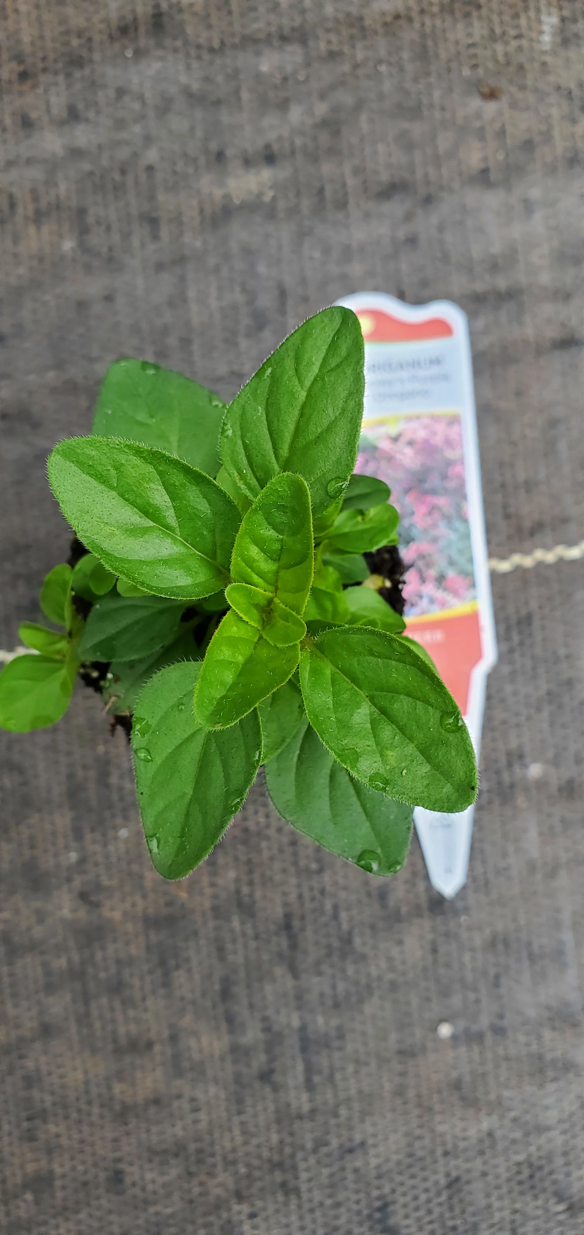 Hopleys Purple Oregano laevigatum