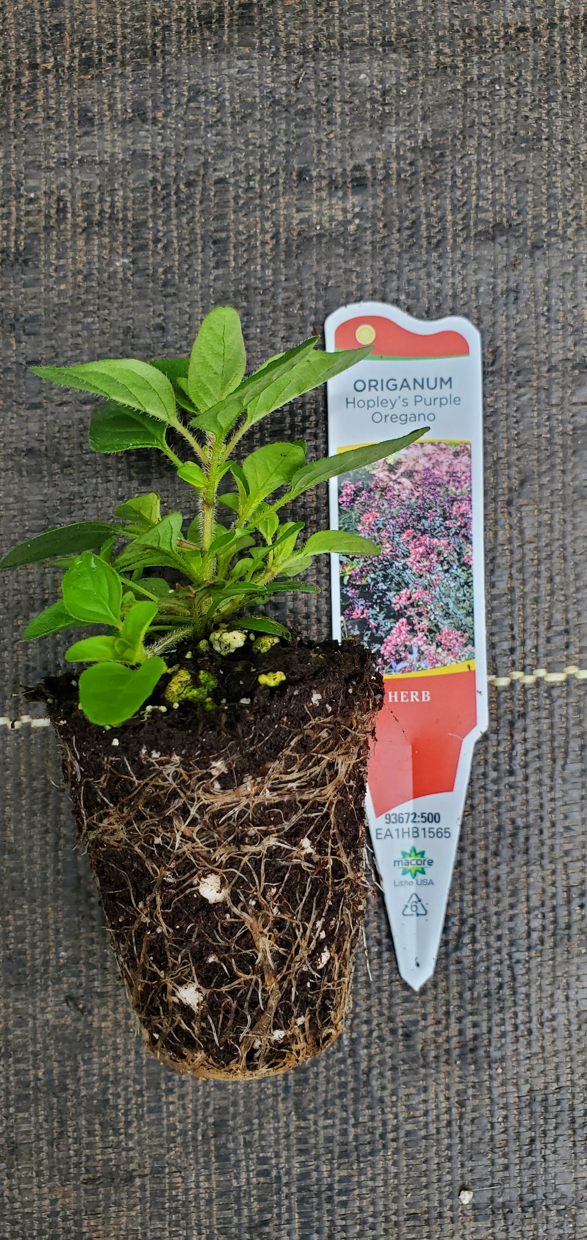Hopleys Purple Oregano laevigatum - Image 2