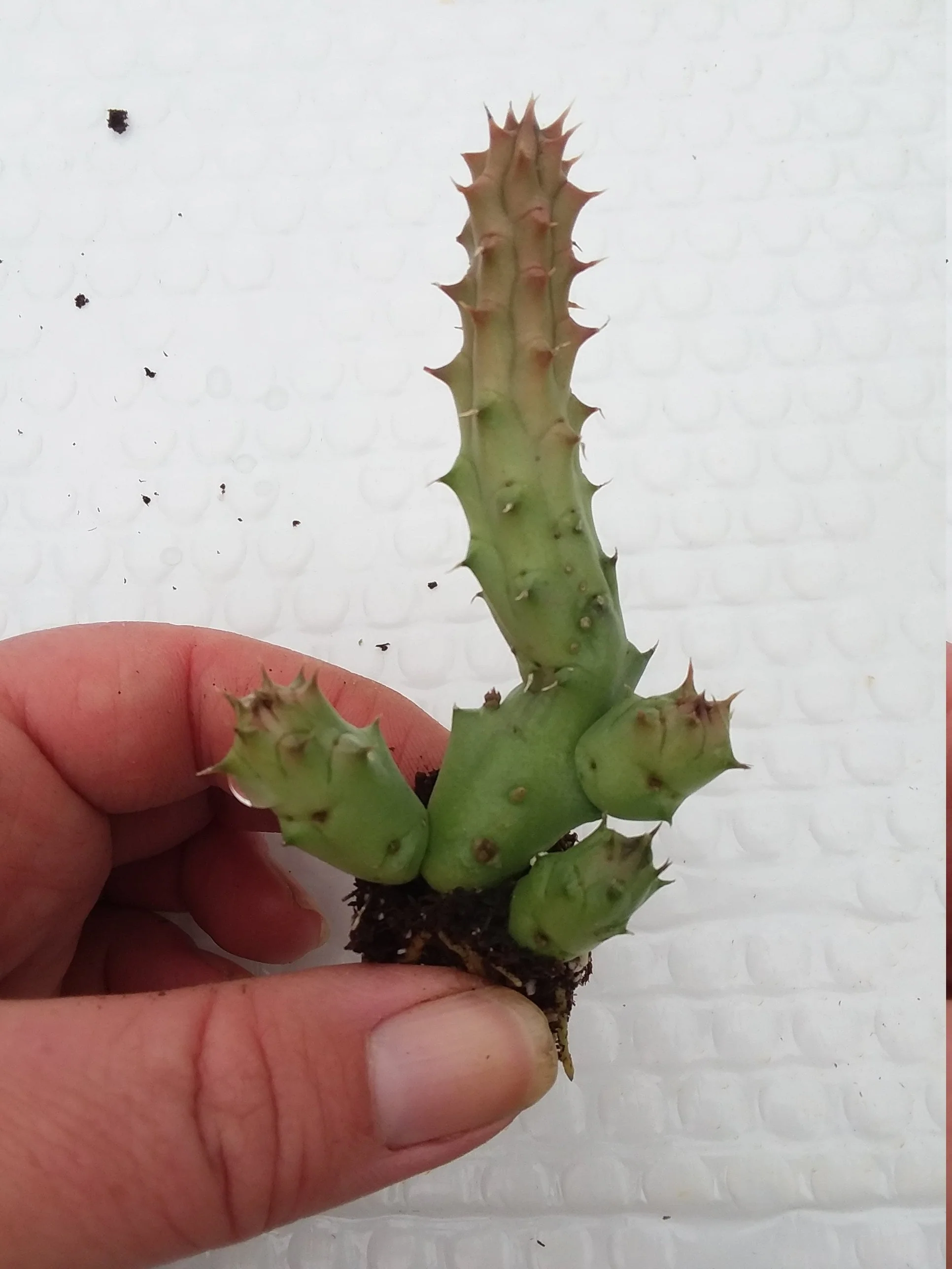 Huernia Schneideriana starter - Image 2